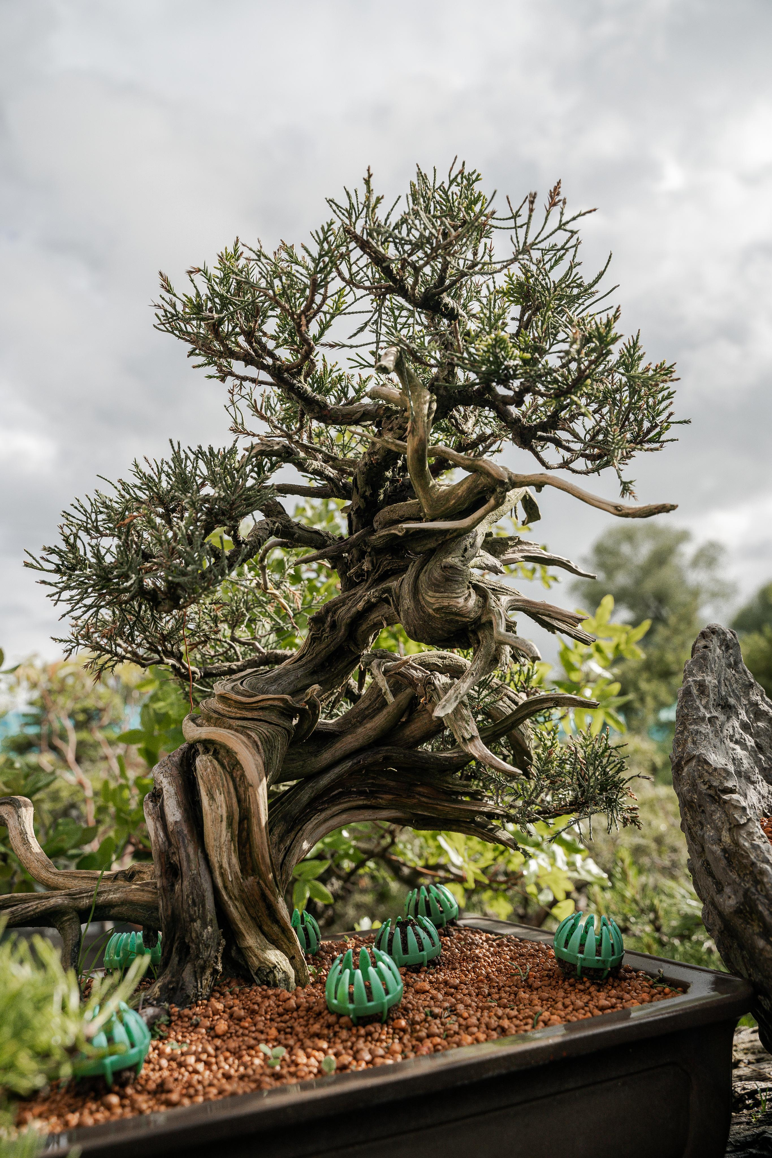 Бонсай. Автомобильный фотограф Светлана Усова