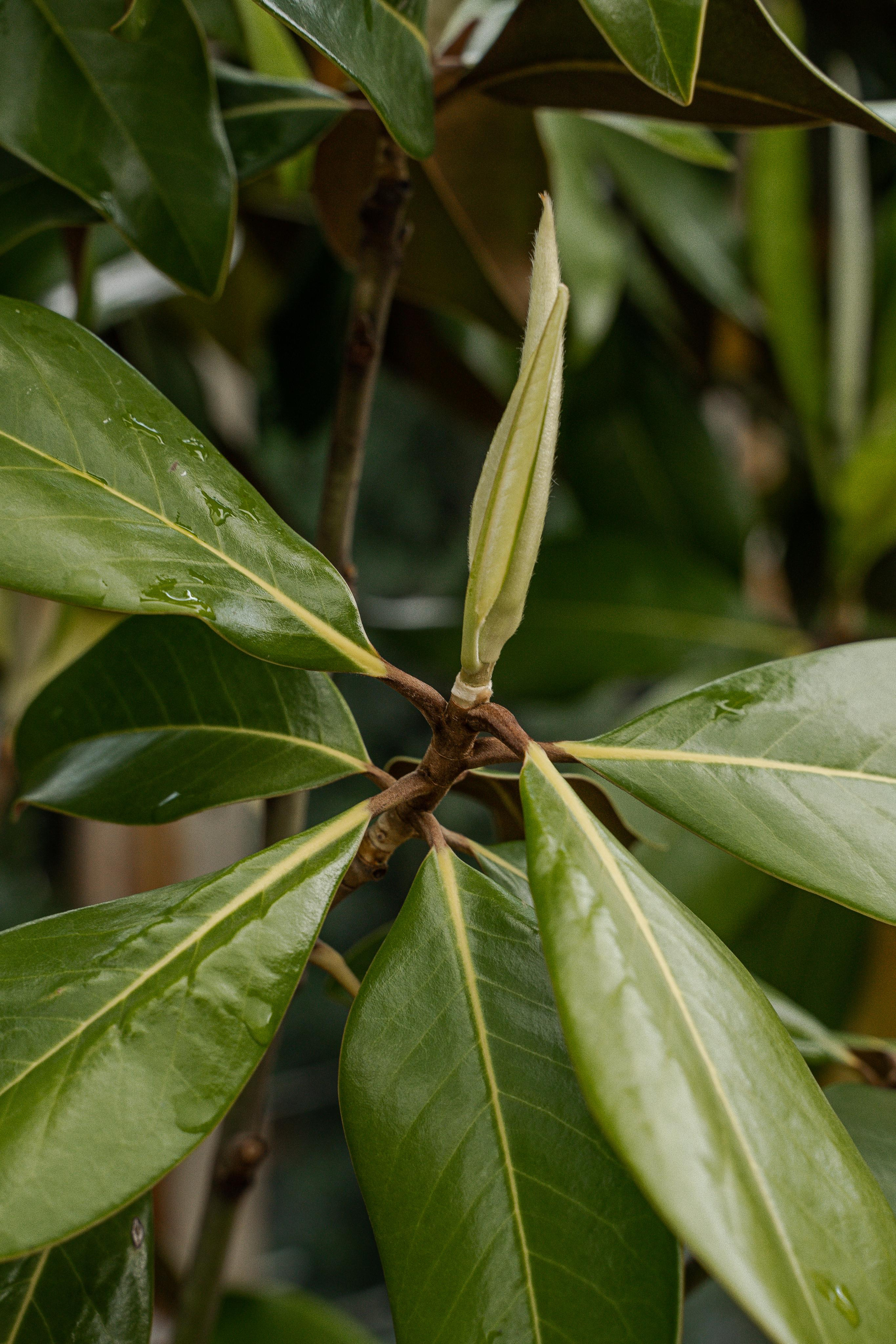 Питомники. Автомобильный фотограф Светлана Усова