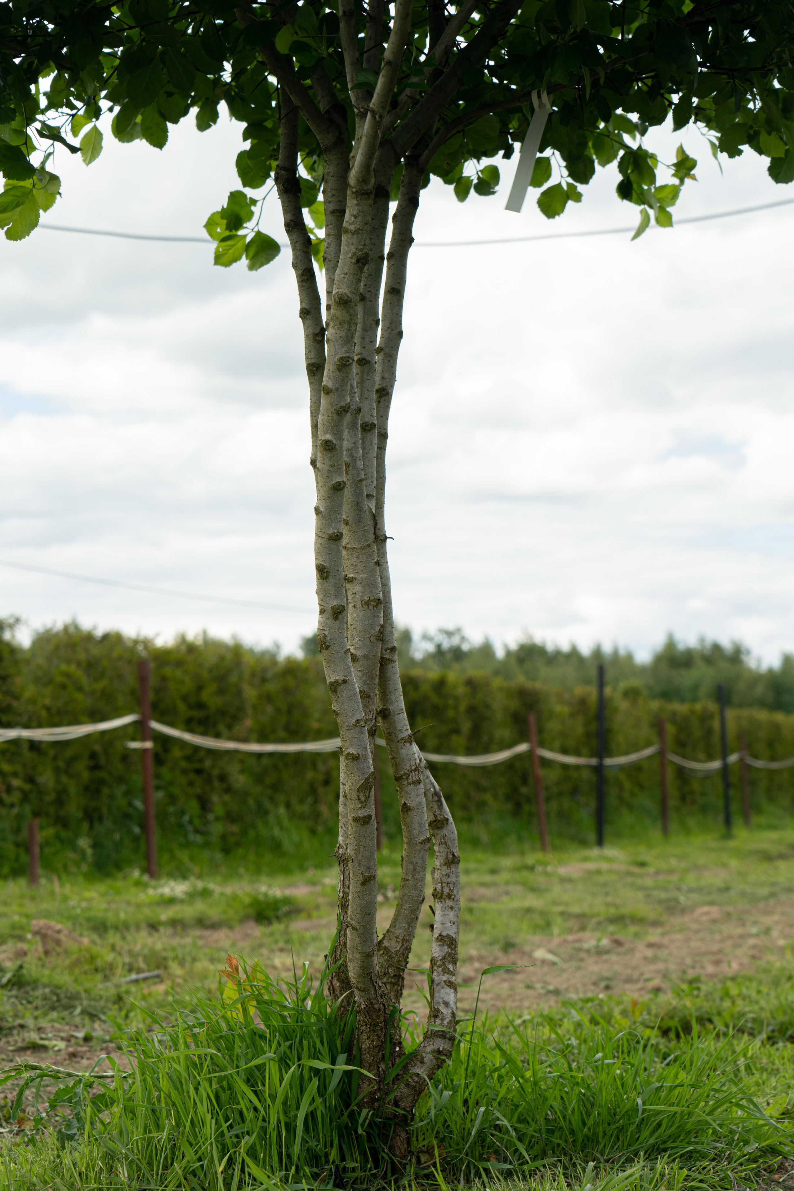 Все растения. Автомобильный фотограф Светлана Усова