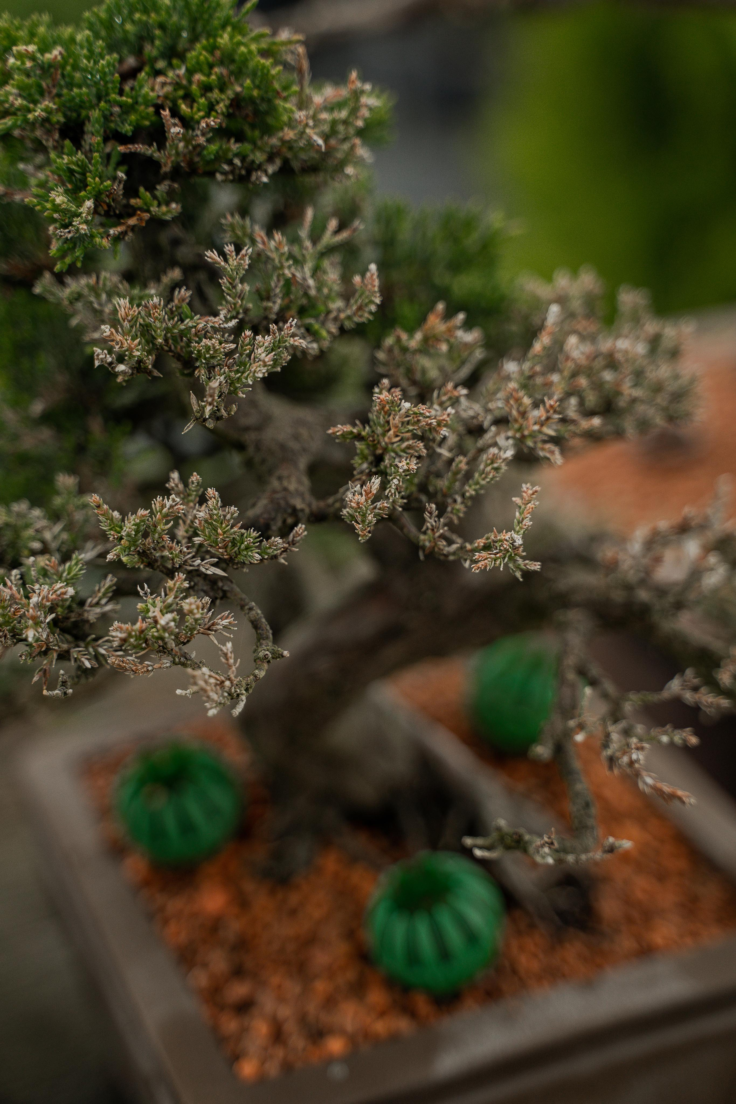 Бонсай. Автомобильный фотограф Светлана Усова