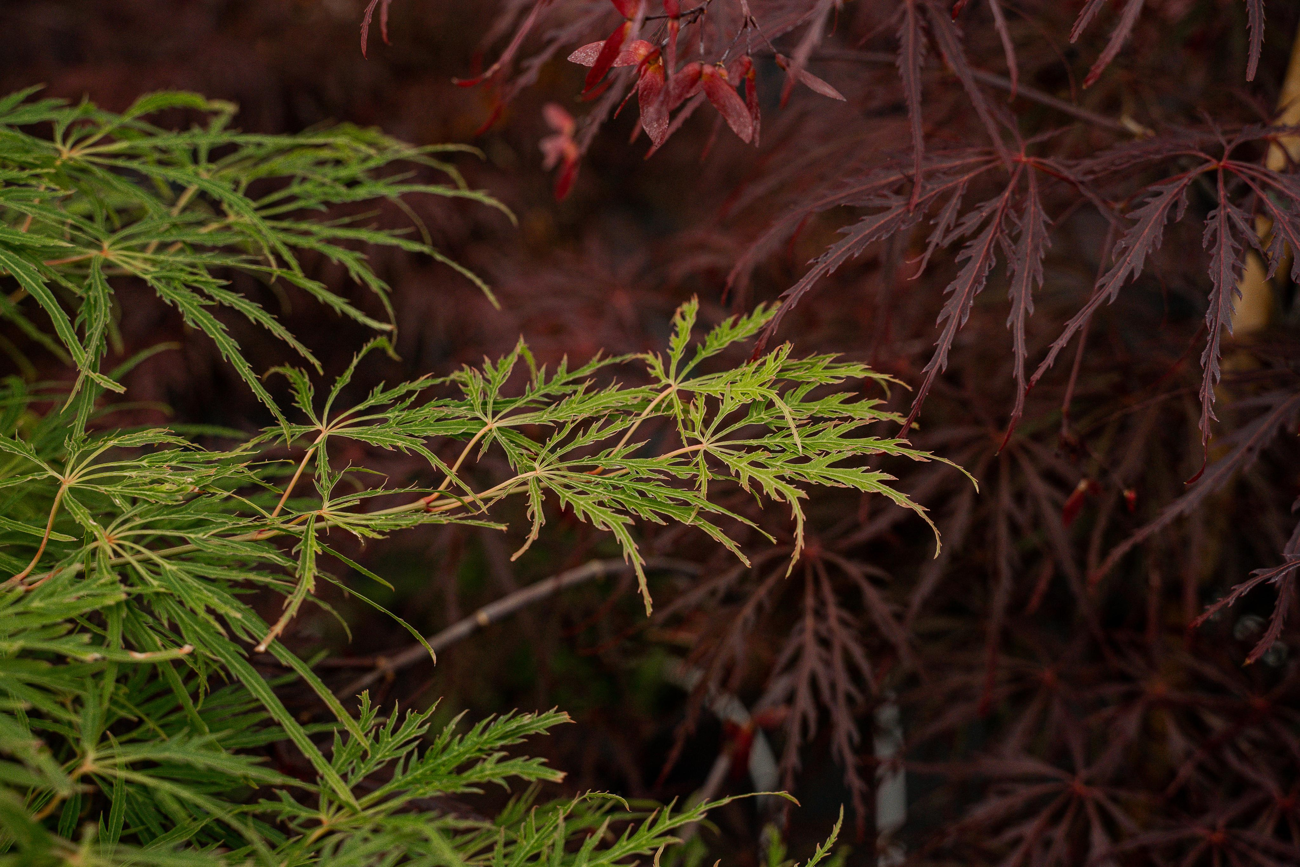 Питомники. Автомобильный фотограф Светлана Усова