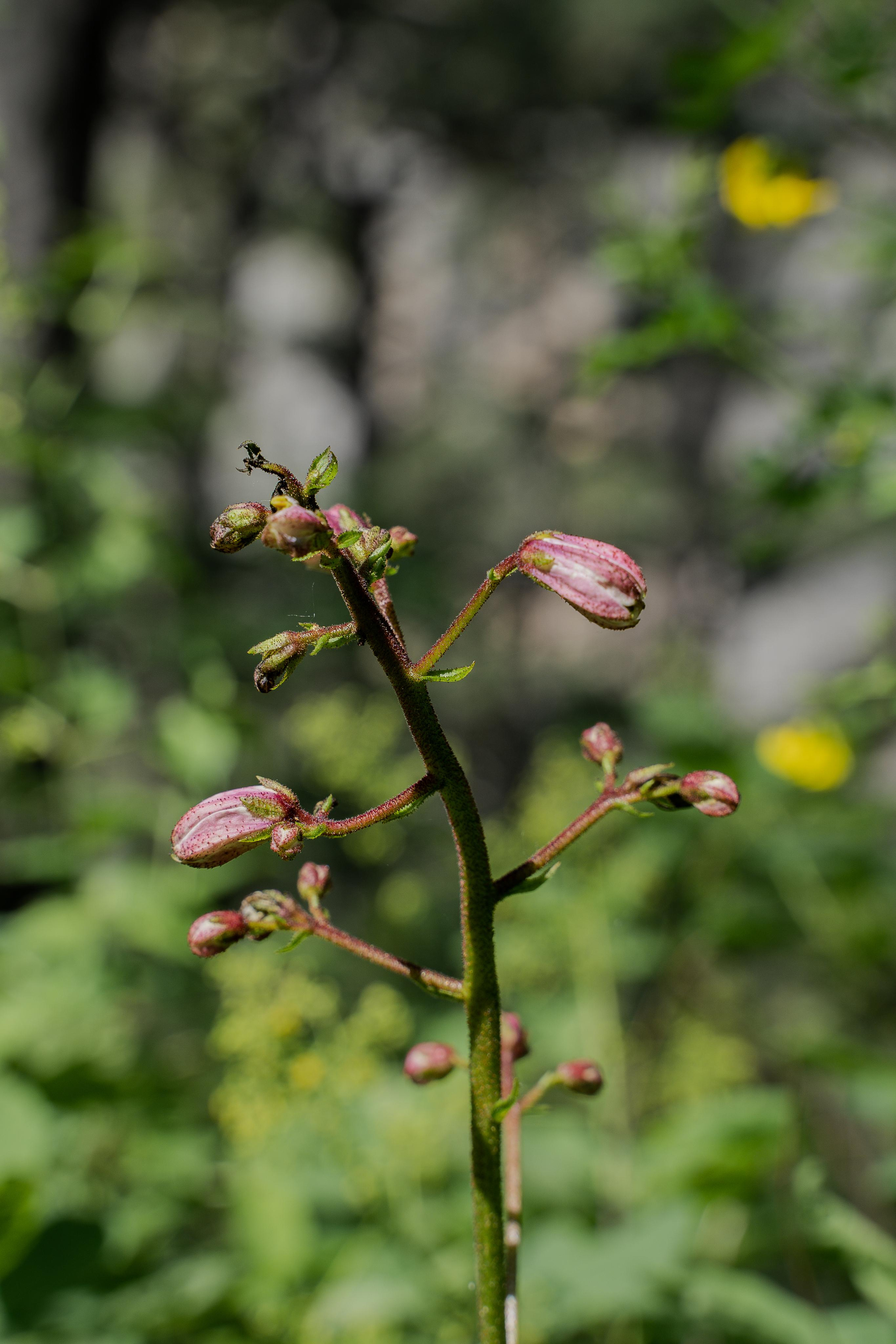 Все растения. Автомобильный фотограф Светлана Усова