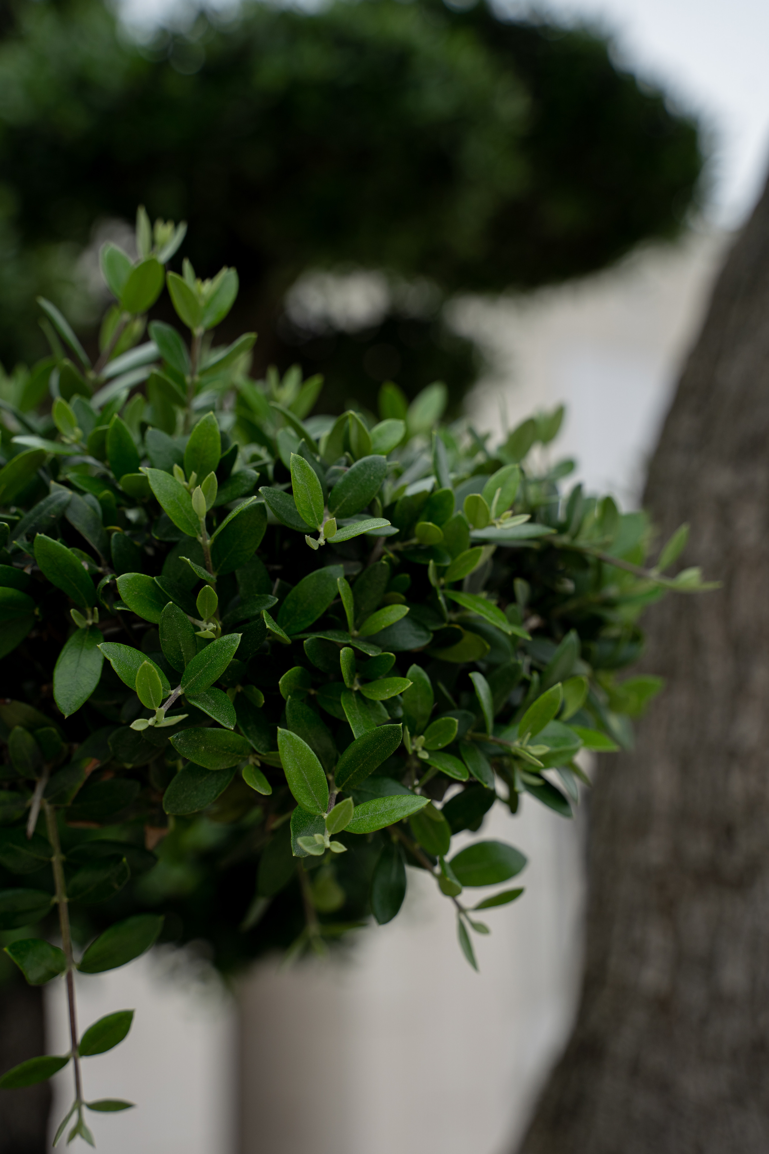 Все растения. Автомобильный фотограф Светлана Усова