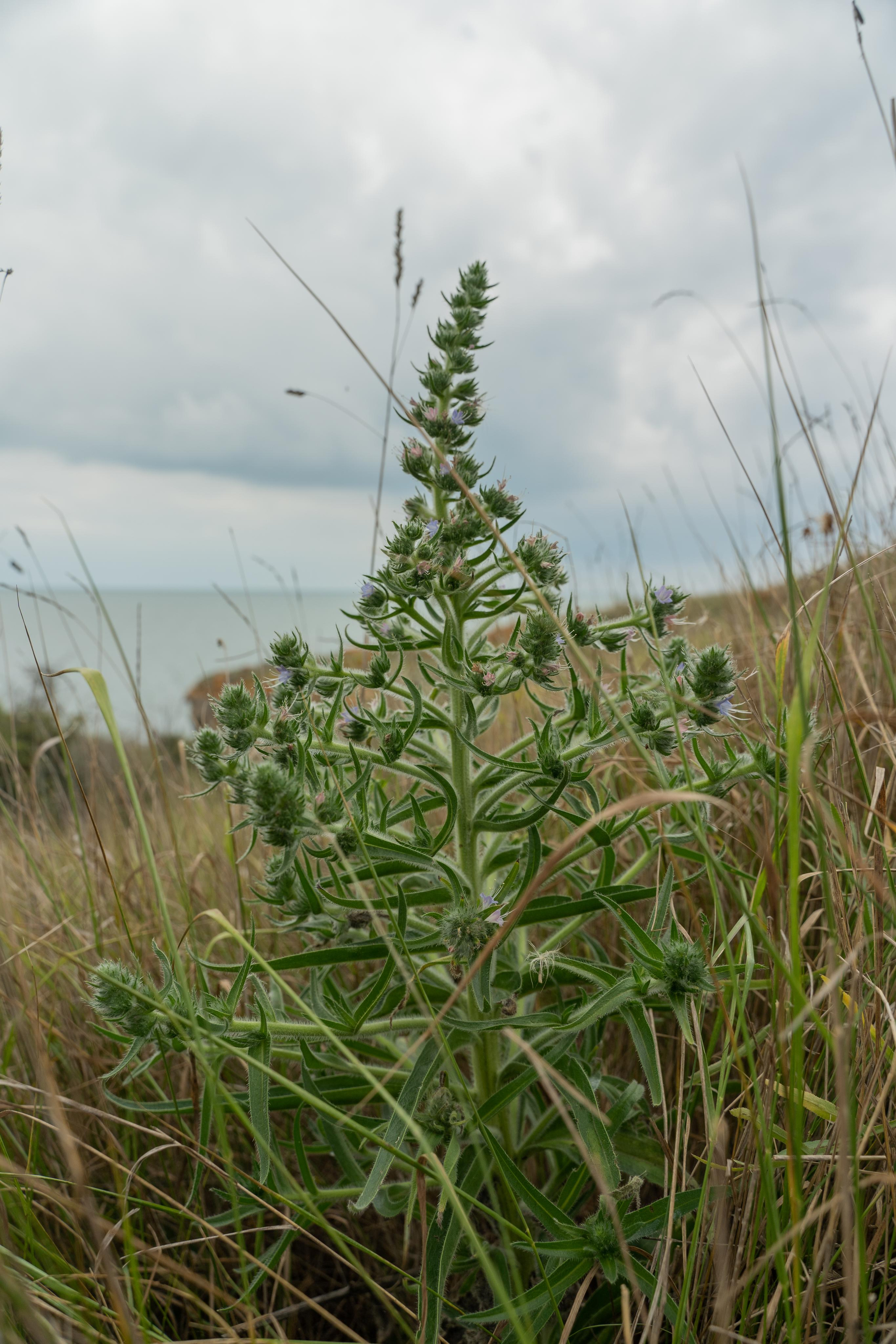 Все растения. Автомобильный фотограф Светлана Усова