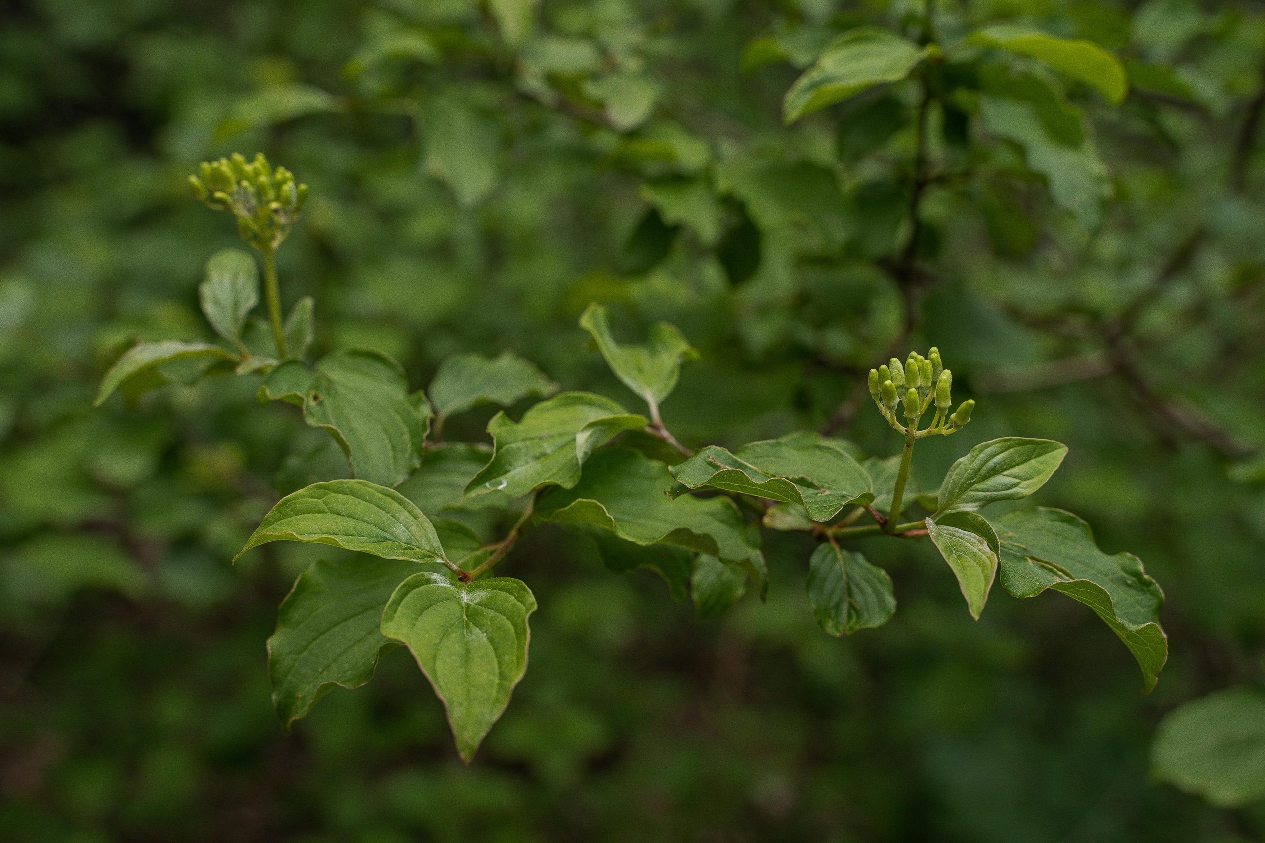 Все растения. Автомобильный фотограф Светлана Усова