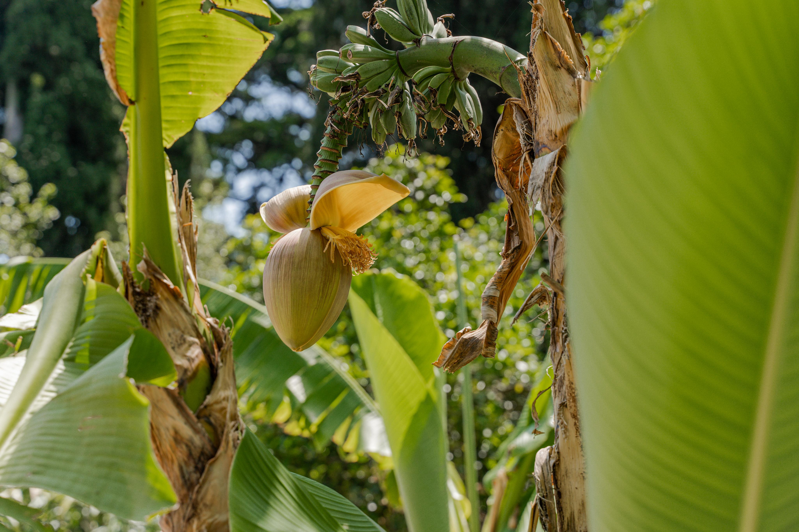 Все растения. Автомобильный фотограф Светлана Усова