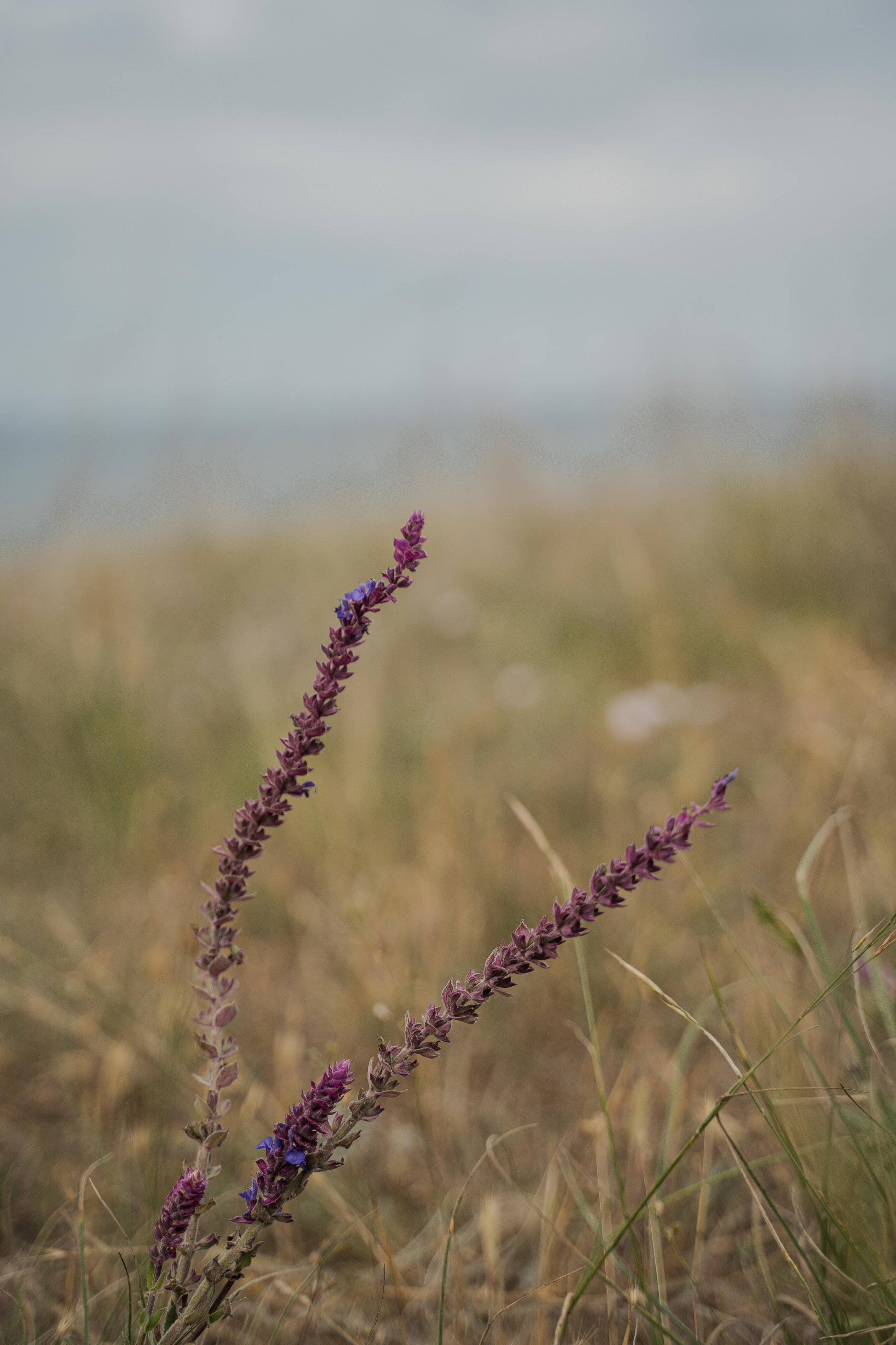 Все растения. Автомобильный фотограф Светлана Усова