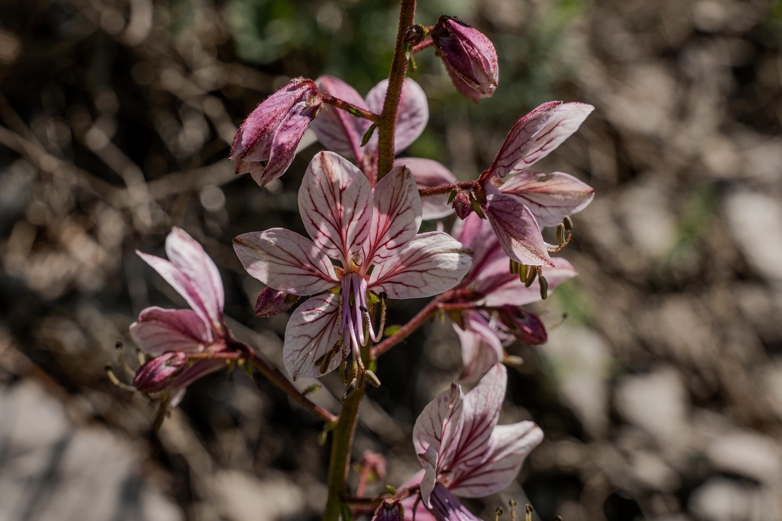 Все растения. Автомобильный фотограф Светлана Усова