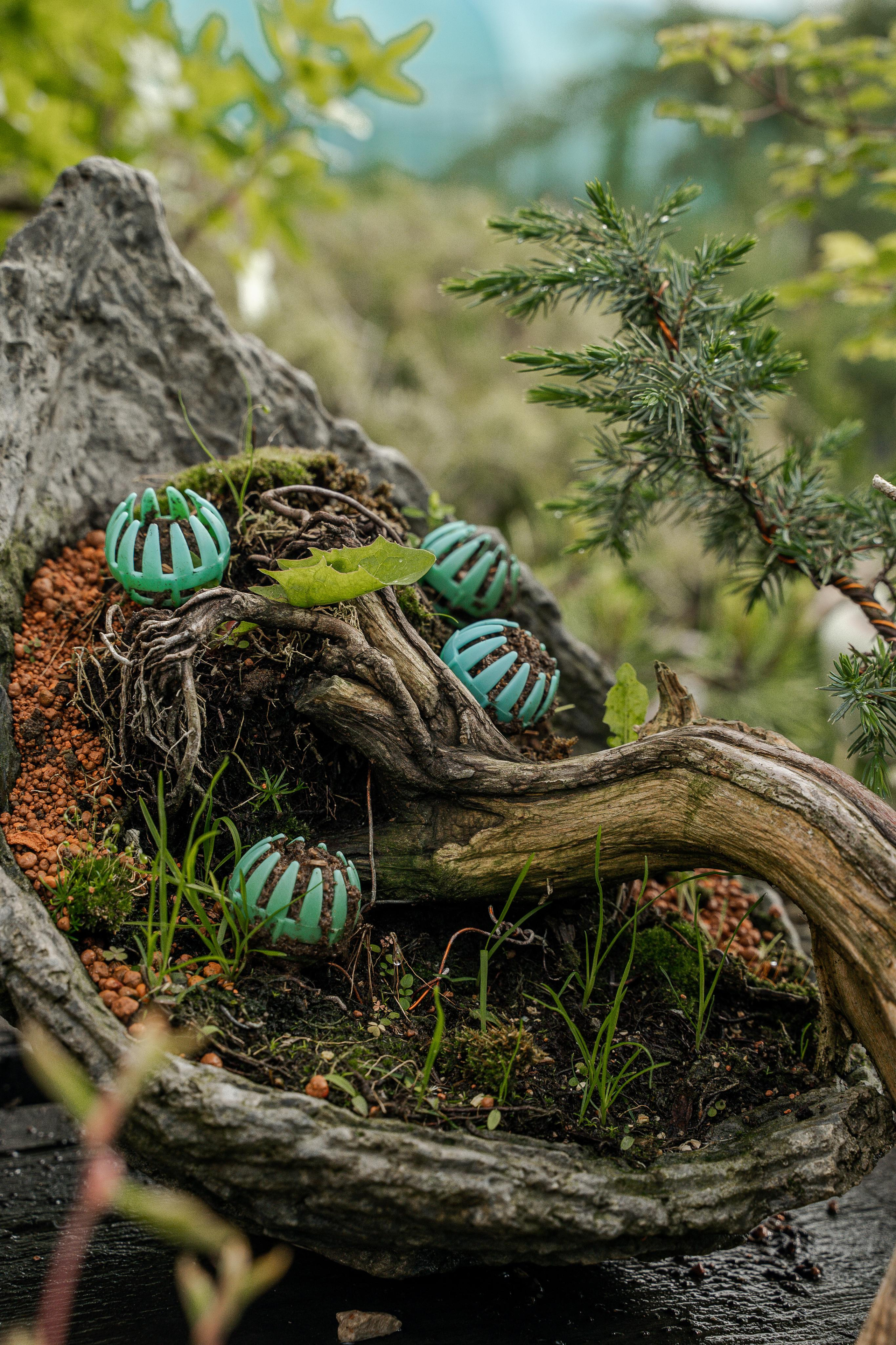 Бонсай. Автомобильный фотограф Светлана Усова