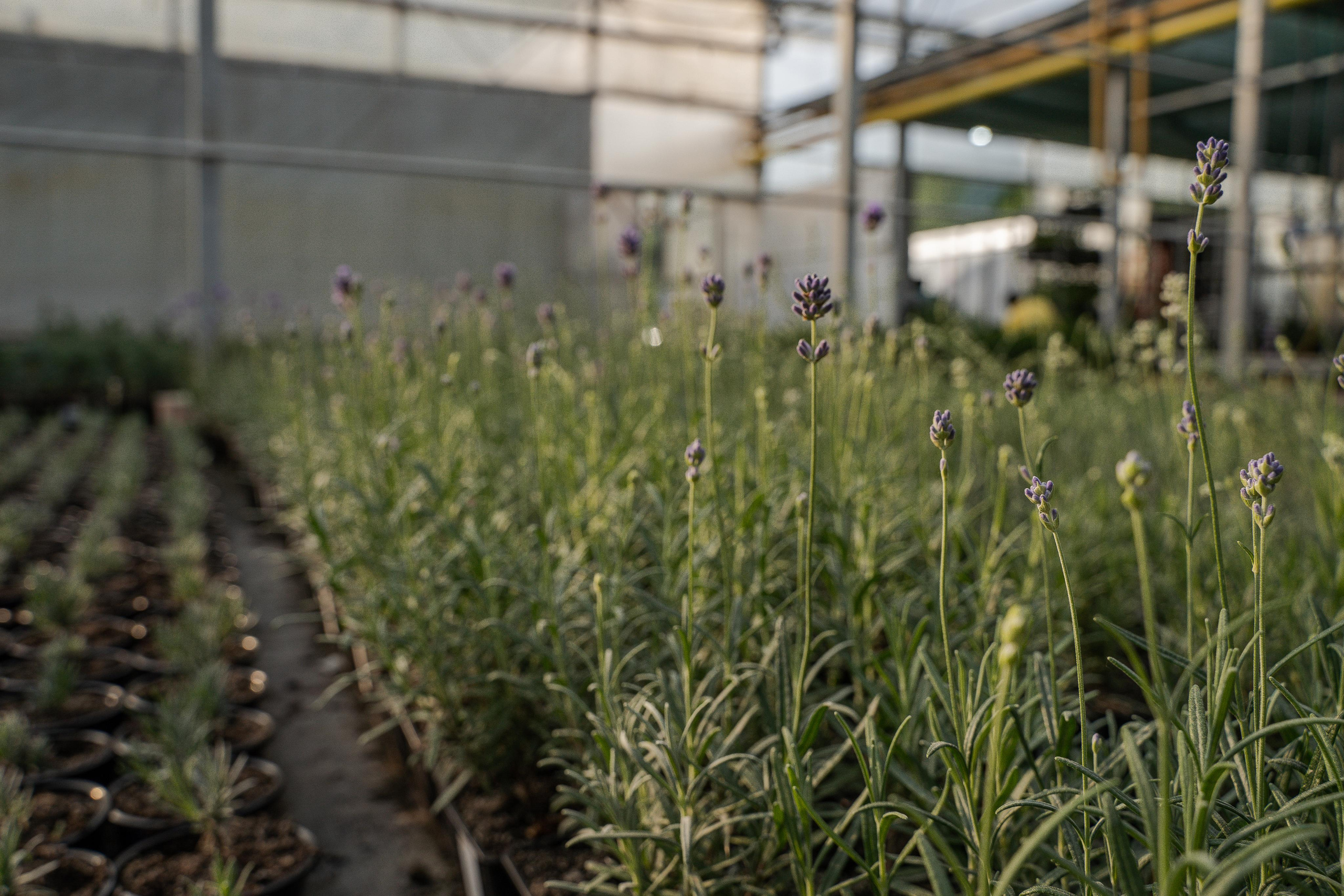 Все растения. Автомобильный фотограф Светлана Усова