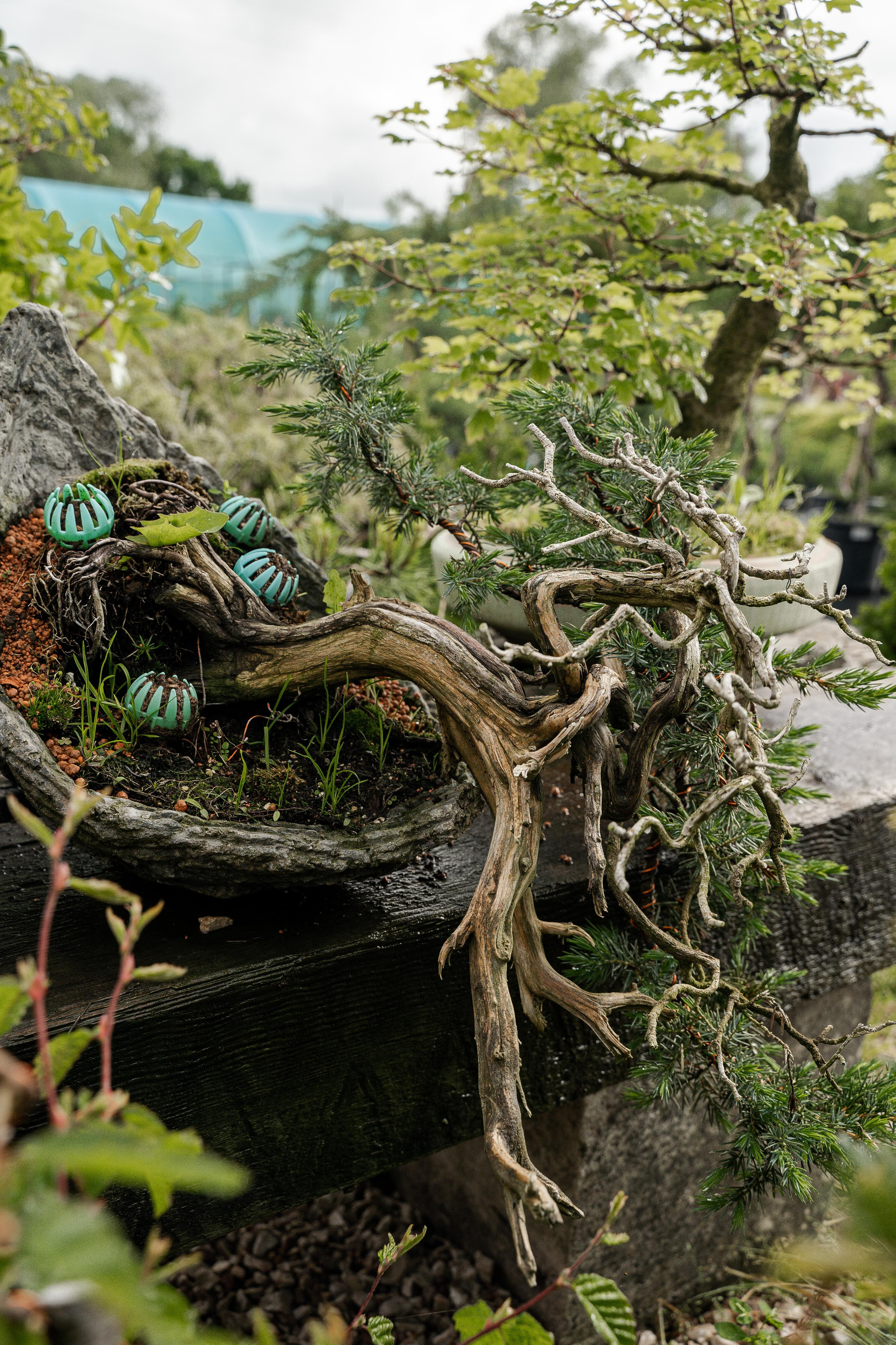 Бонсай. Автомобильный фотограф Светлана Усова