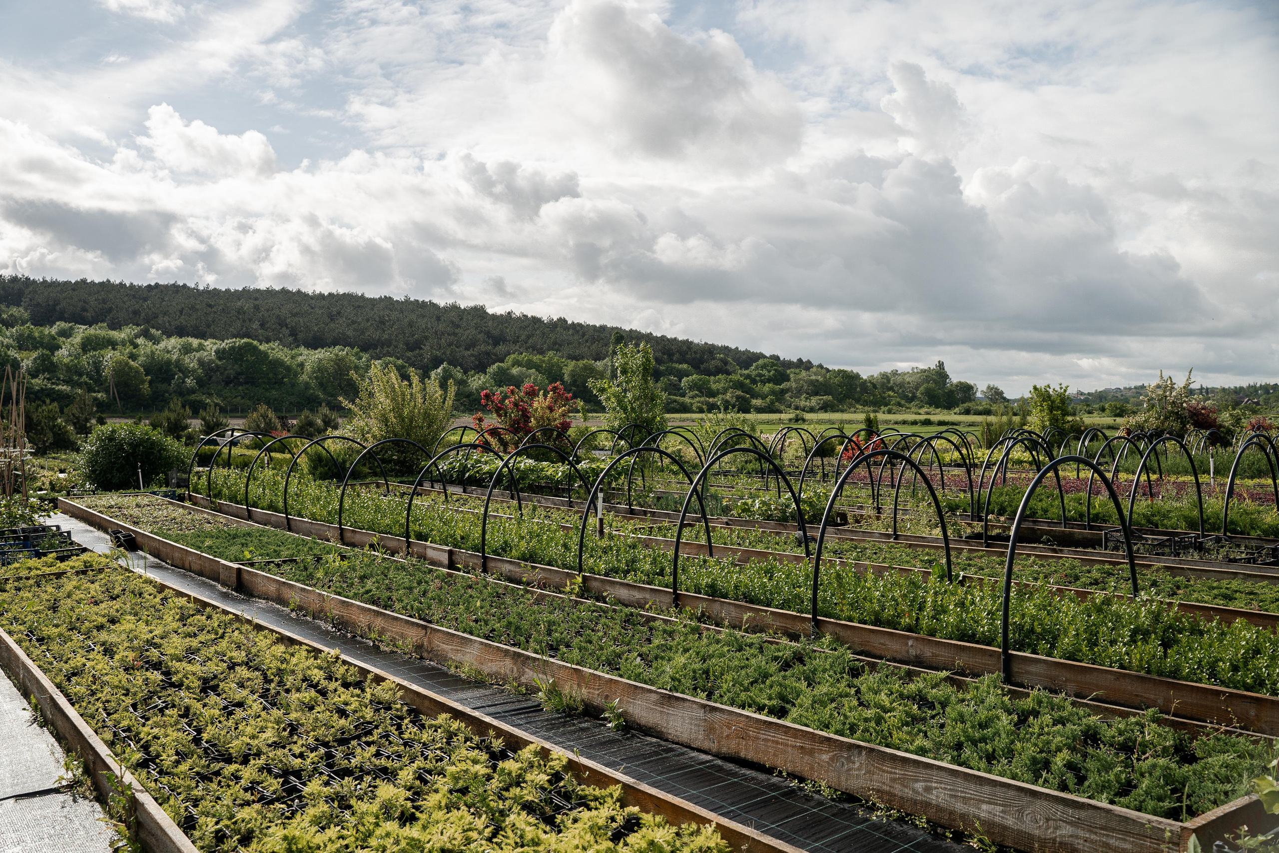 Питомники. Автомобильный фотограф Светлана Усова