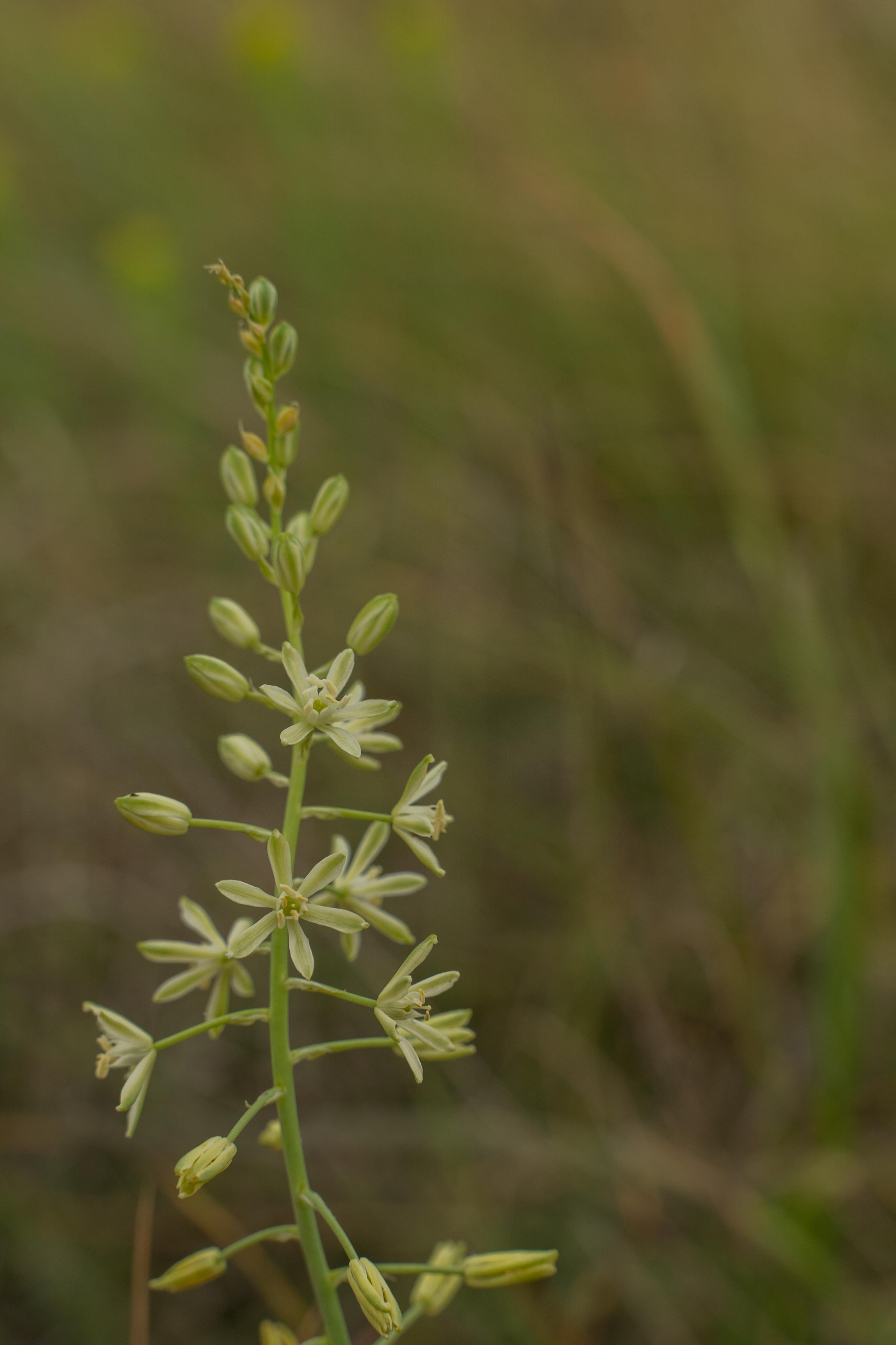 Все растения. Автомобильный фотограф Светлана Усова