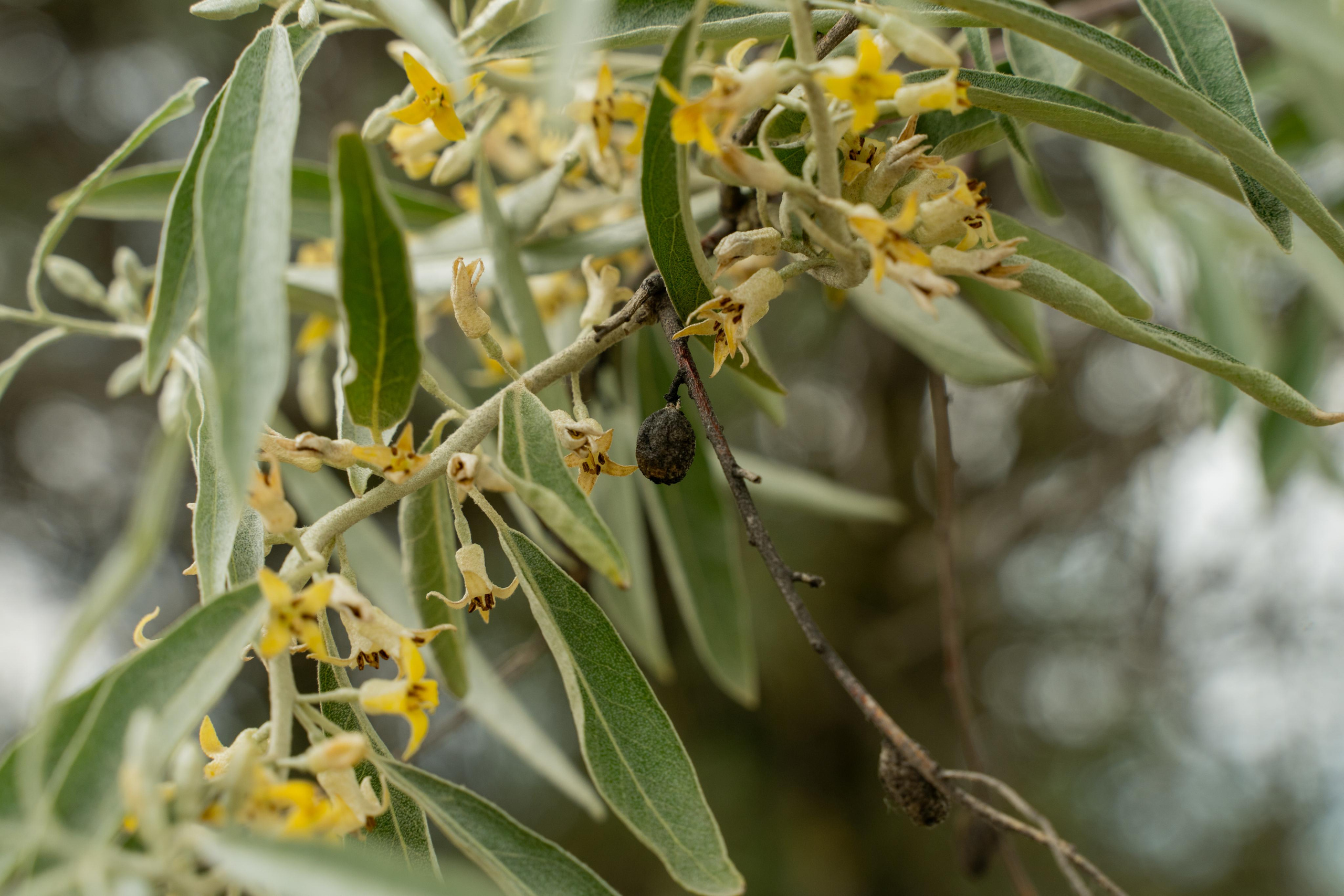 Все растения. Автомобильный фотограф Светлана Усова