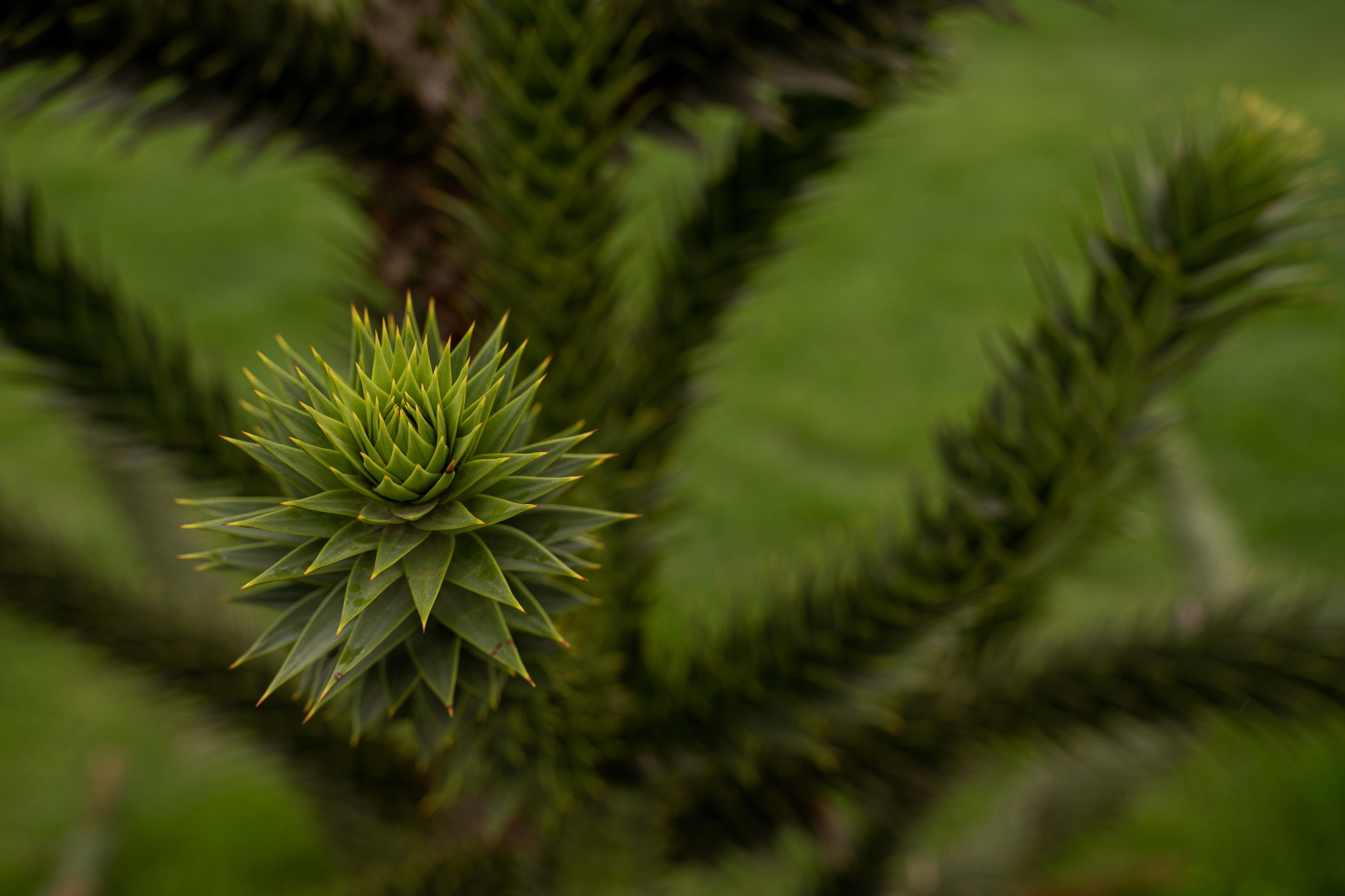 Все растения. Автомобильный фотограф Светлана Усова