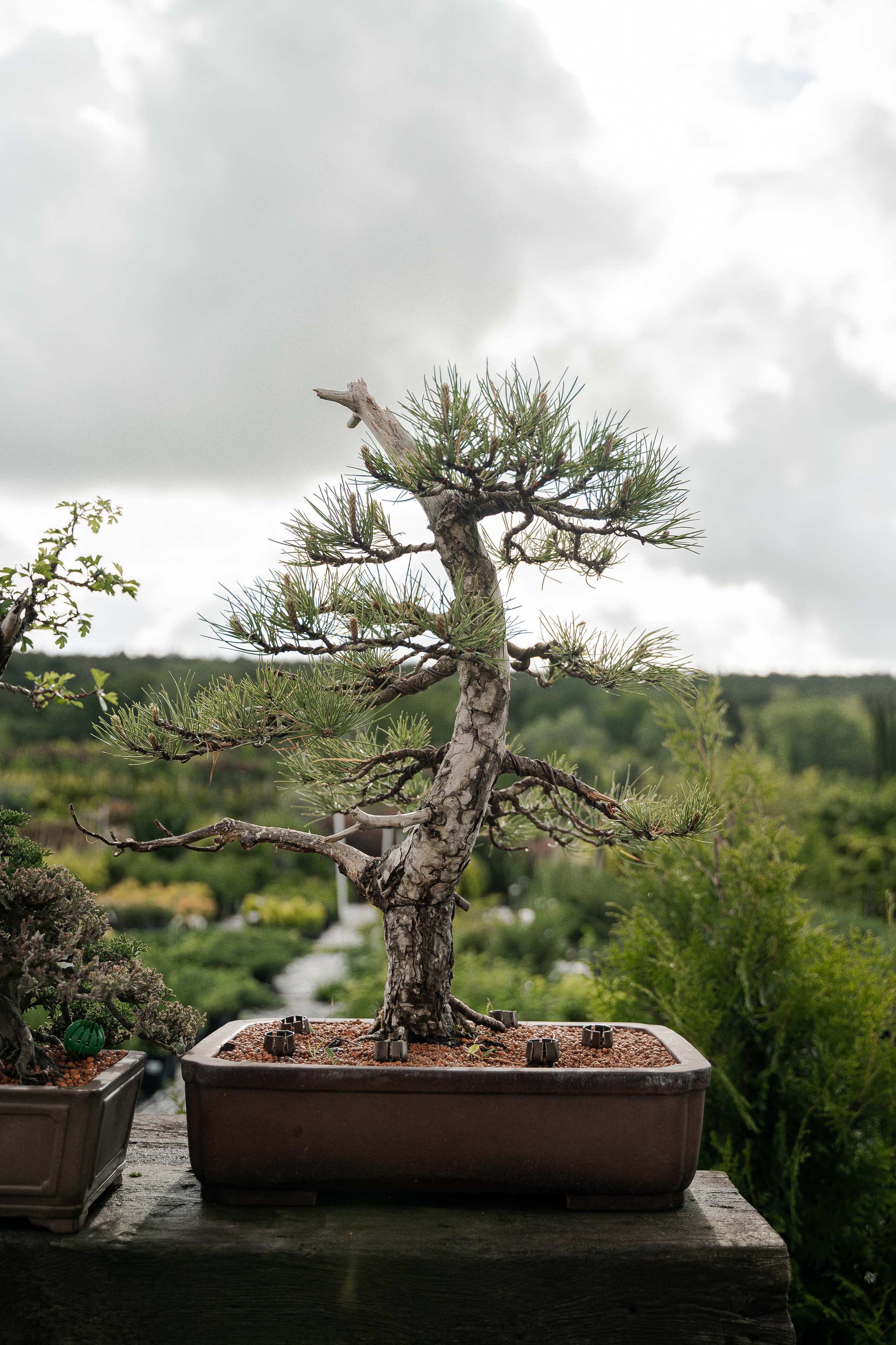 Бонсай. Автомобильный фотограф Светлана Усова