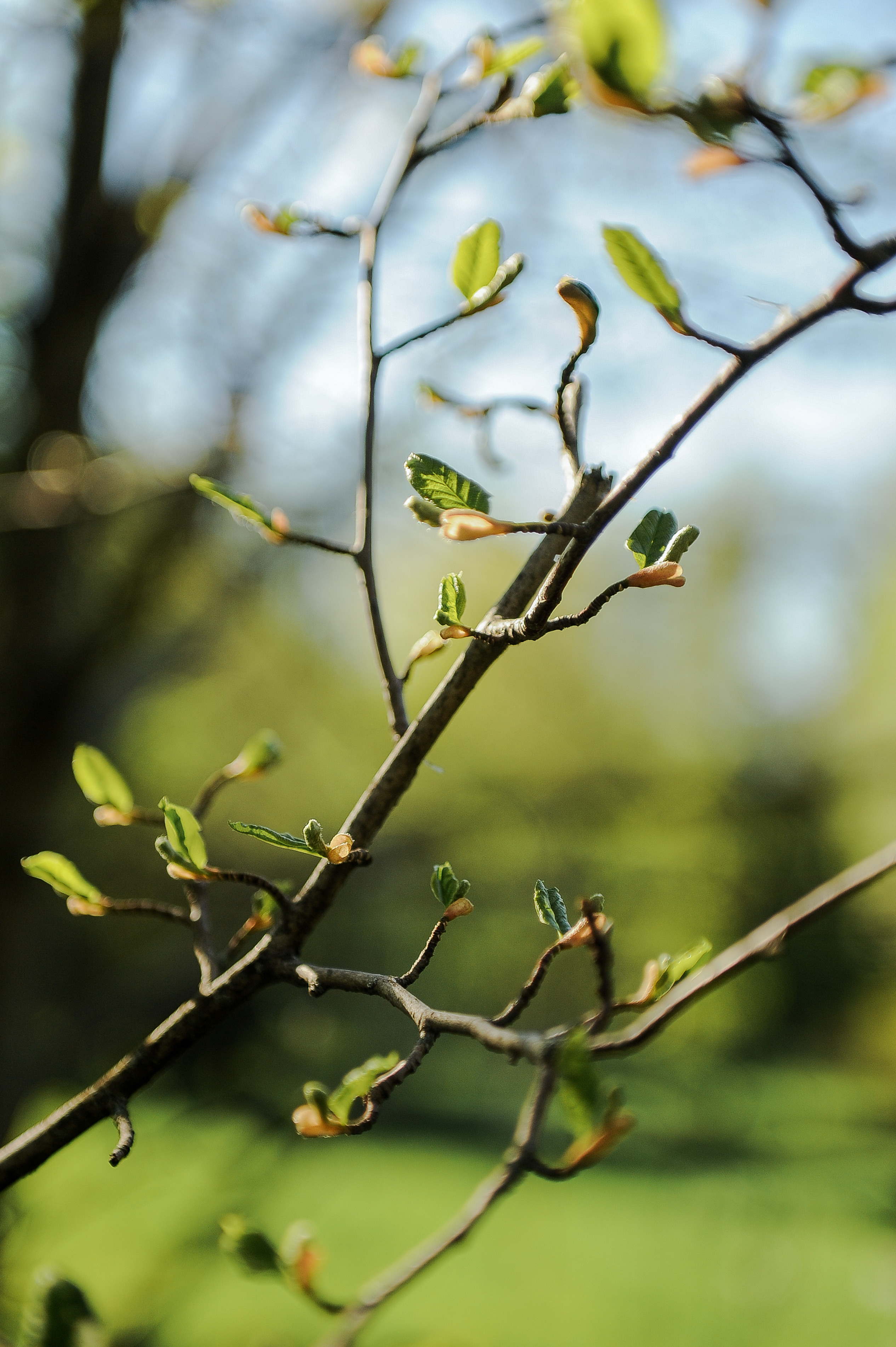 Все растения. Автомобильный фотограф Светлана Усова