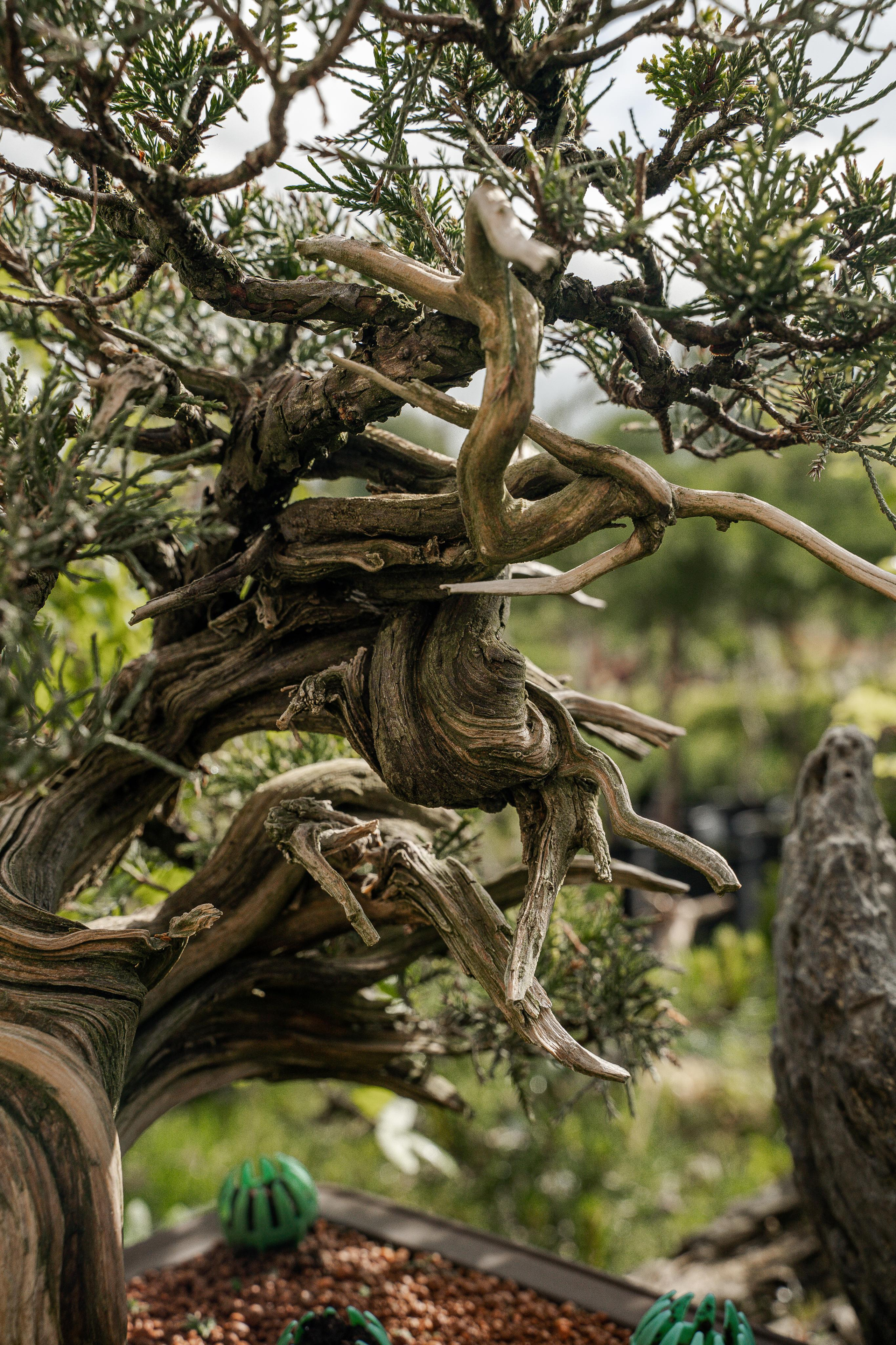 Бонсай. Автомобильный фотограф Светлана Усова