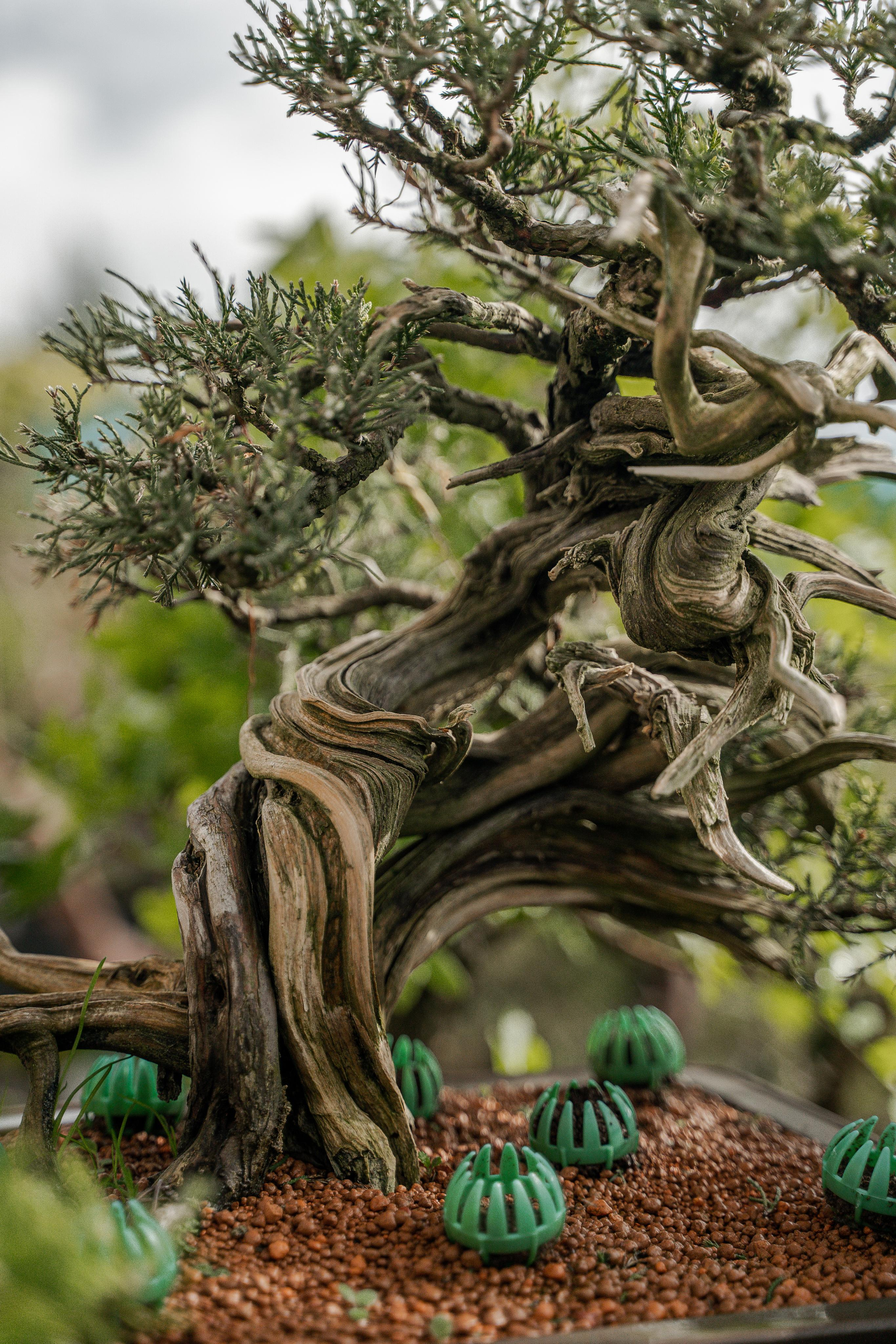 Бонсай. Автомобильный фотограф Светлана Усова