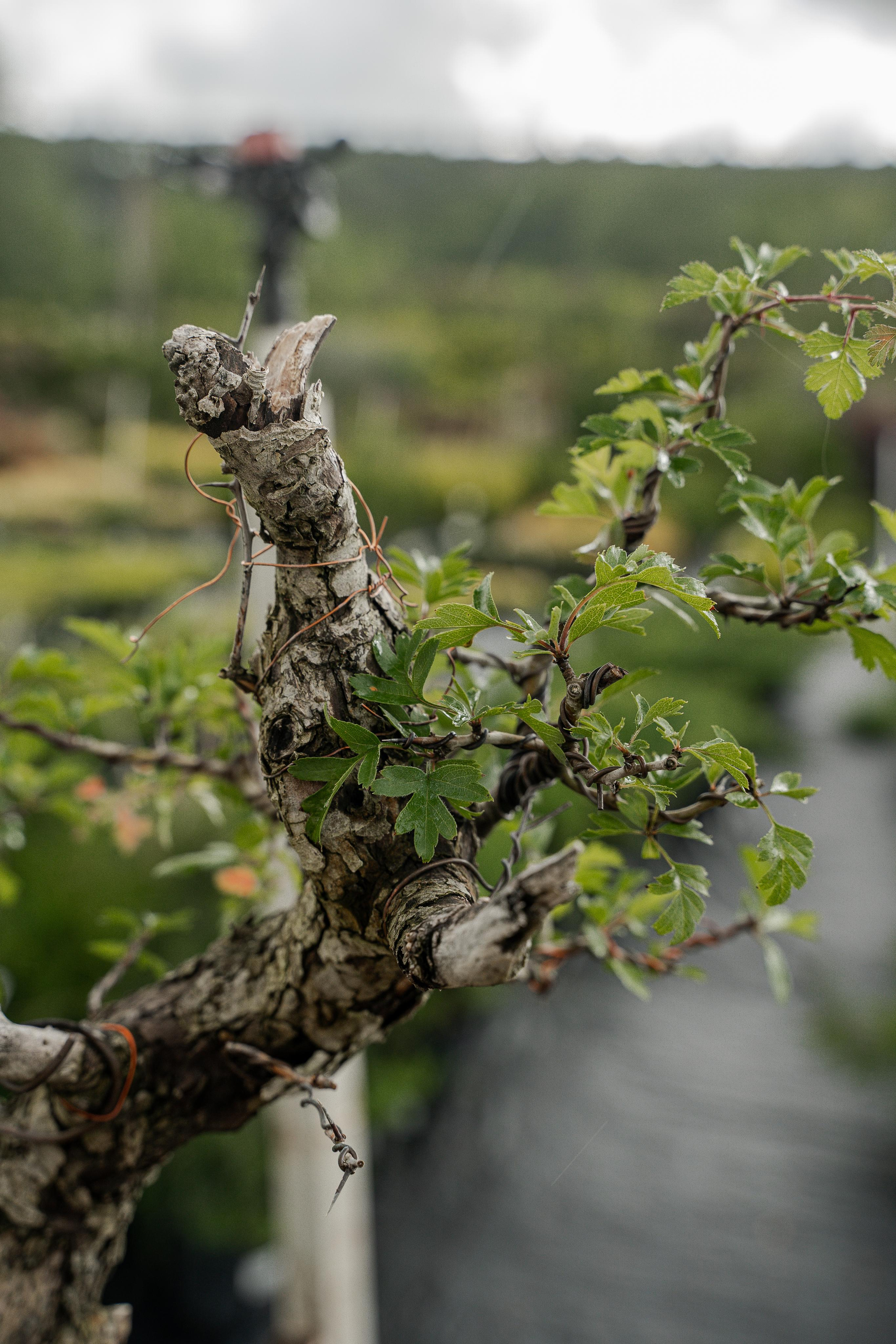 Бонсай. Автомобильный фотограф Светлана Усова
