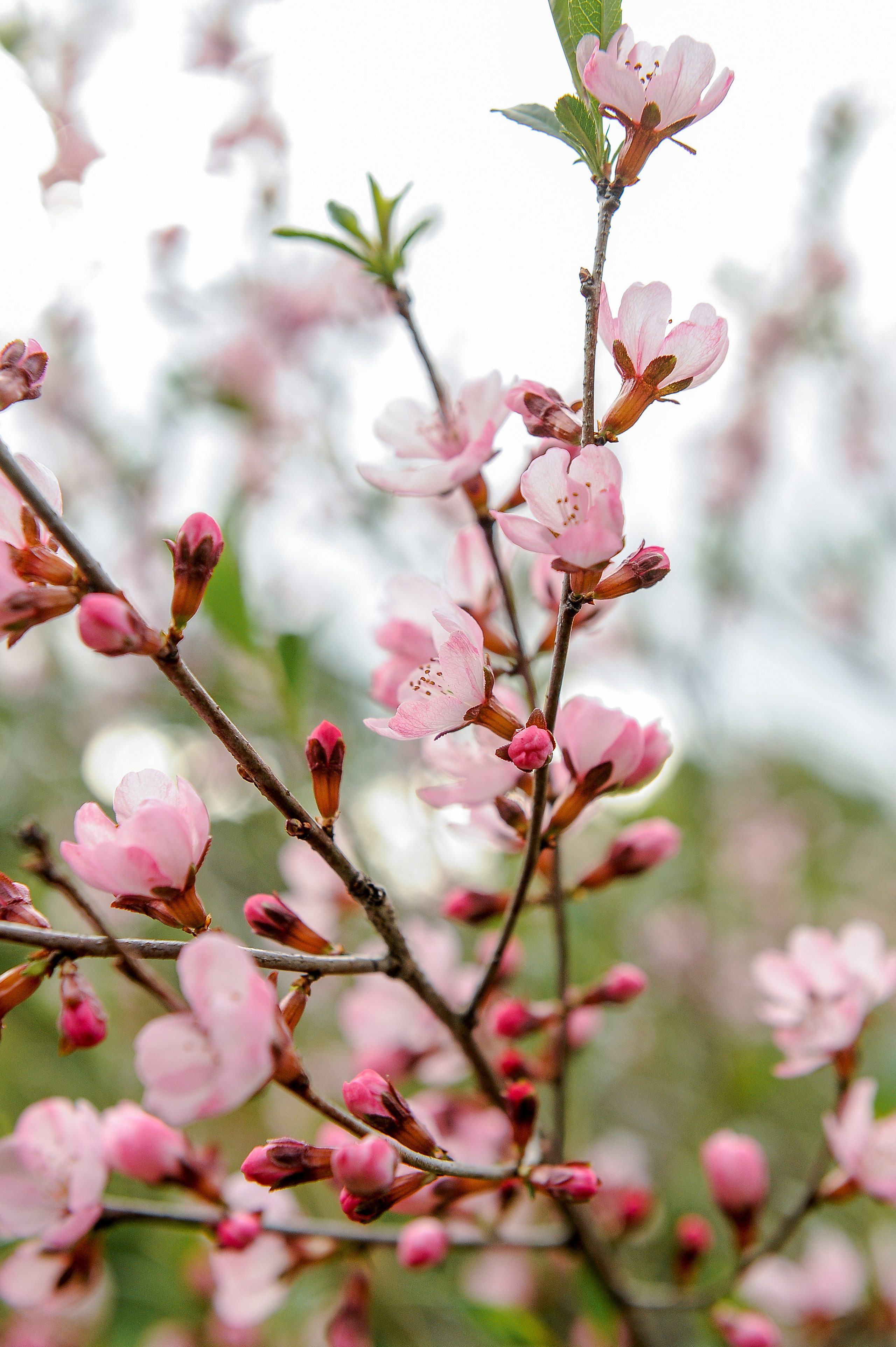 Все растения. Автомобильный фотограф Светлана Усова