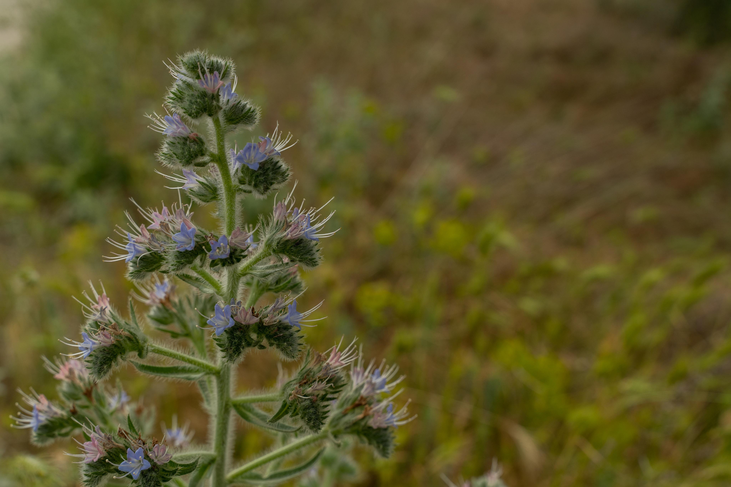 Все растения. Автомобильный фотограф Светлана Усова