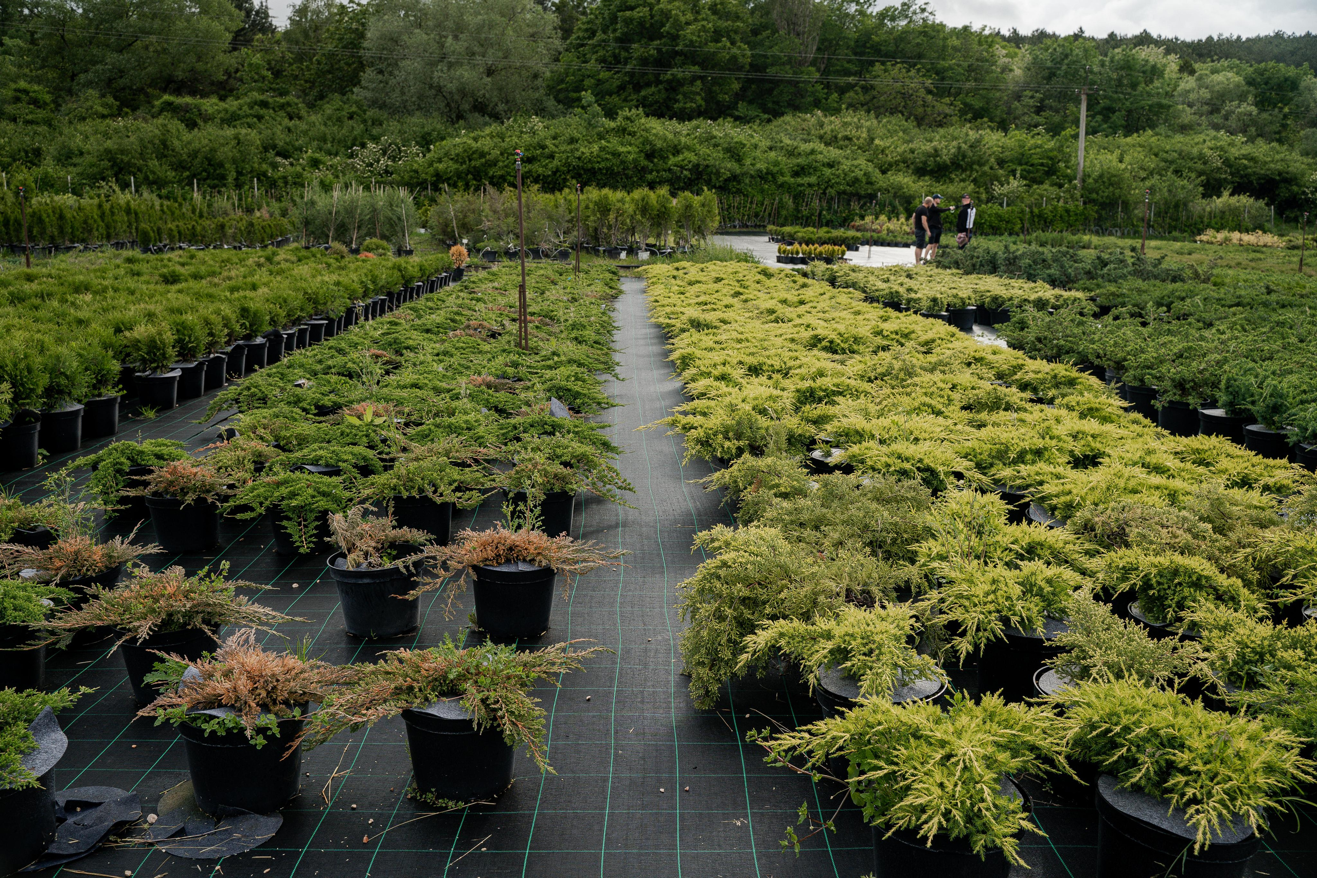 Питомники. Автомобильный фотограф Светлана Усова