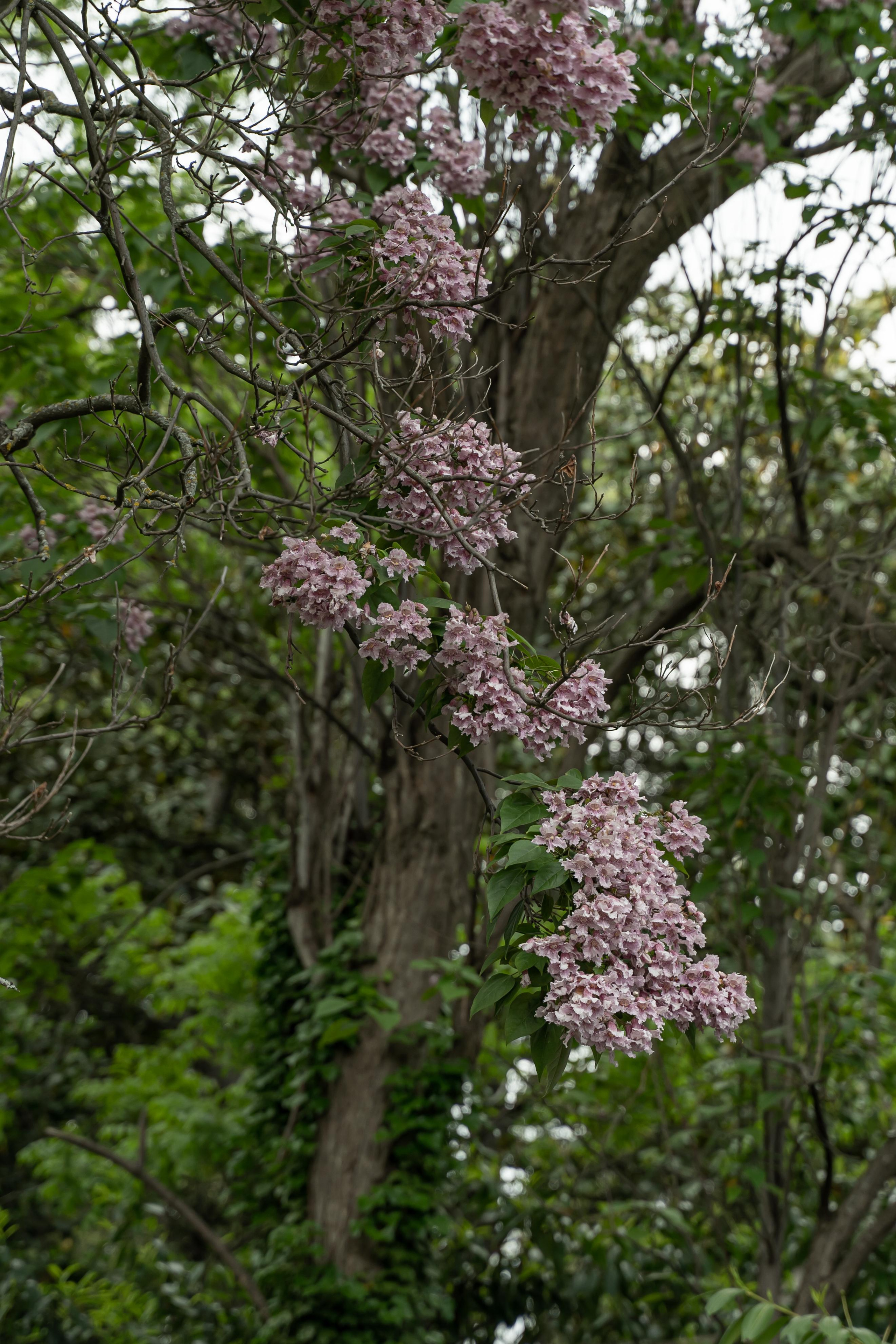 Все растения. Автомобильный фотограф Светлана Усова