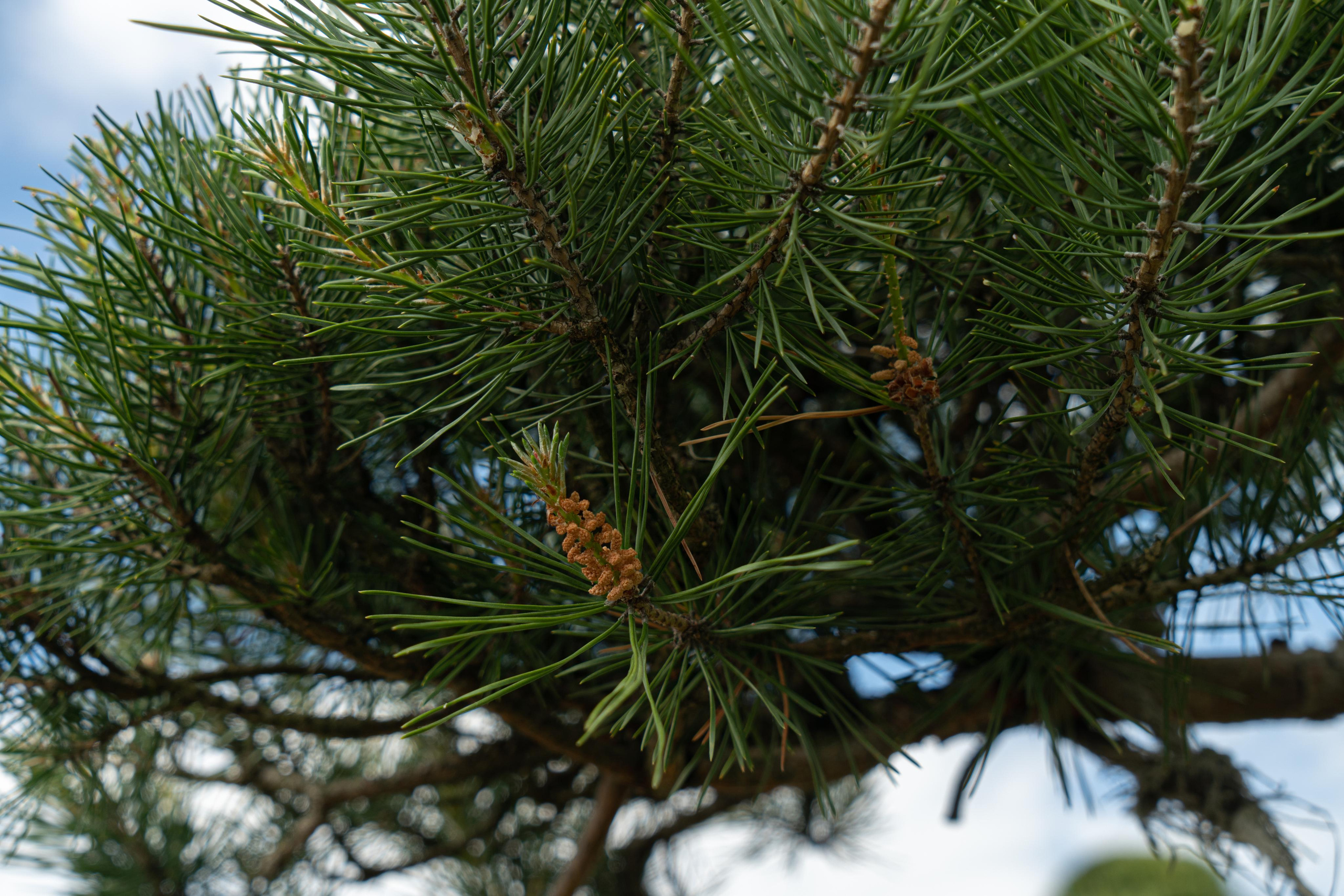 Все растения. Автомобильный фотограф Светлана Усова