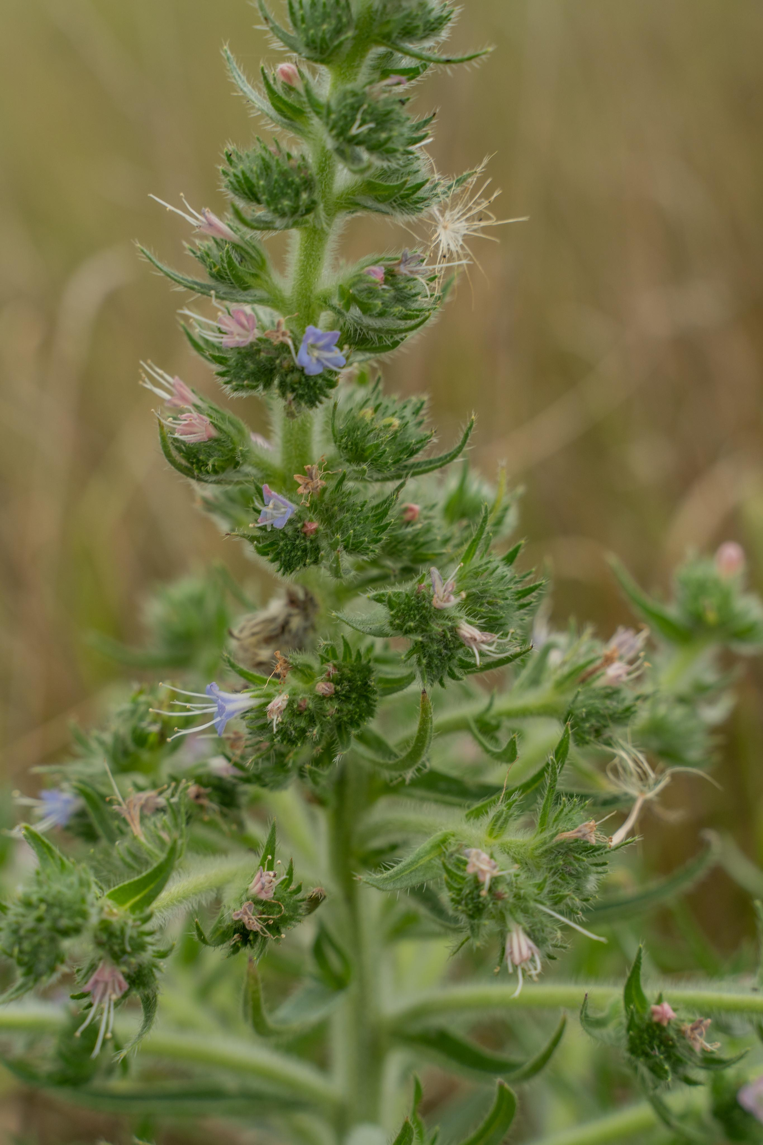 Все растения. Автомобильный фотограф Светлана Усова