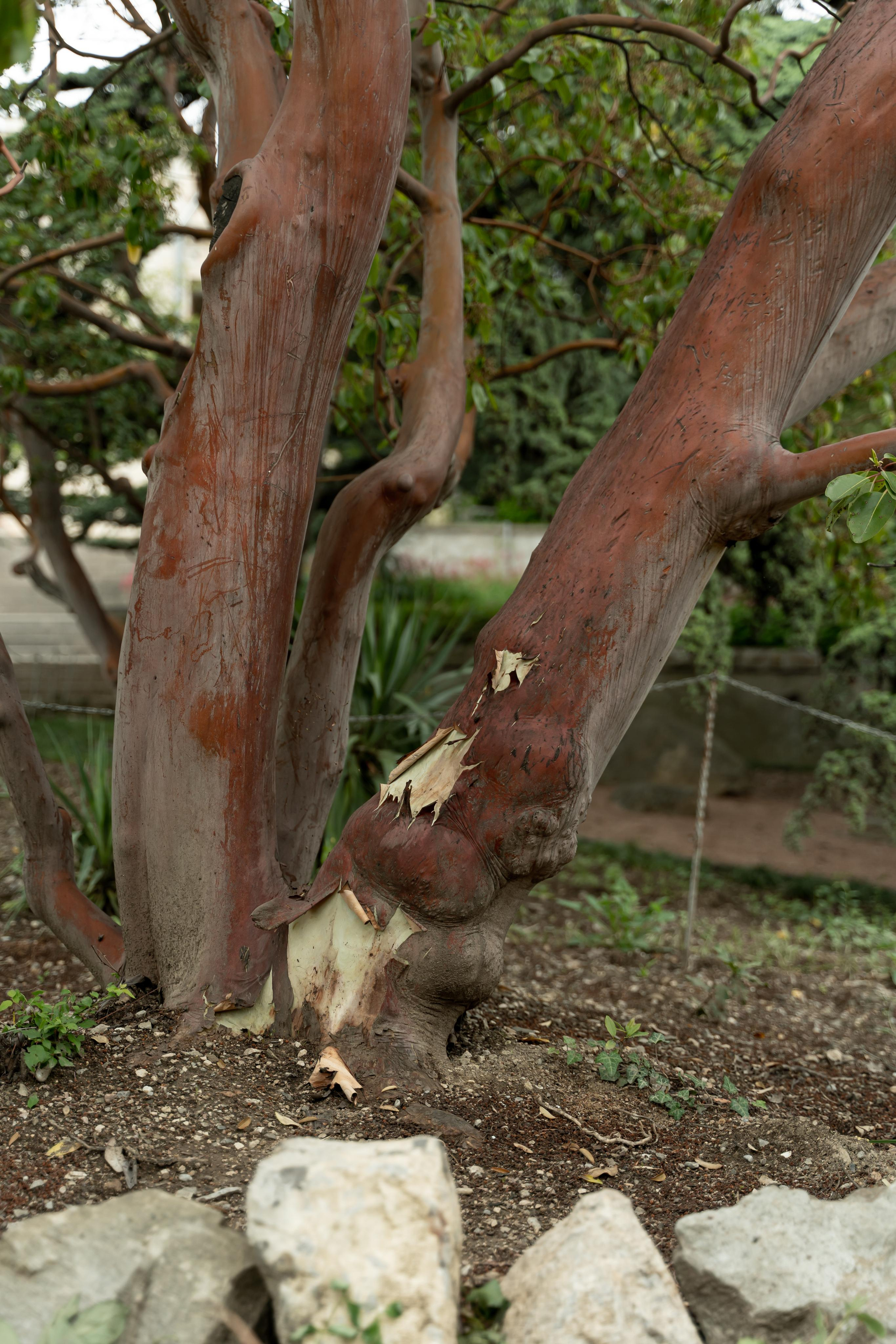 Все растения. Автомобильный фотограф Светлана Усова