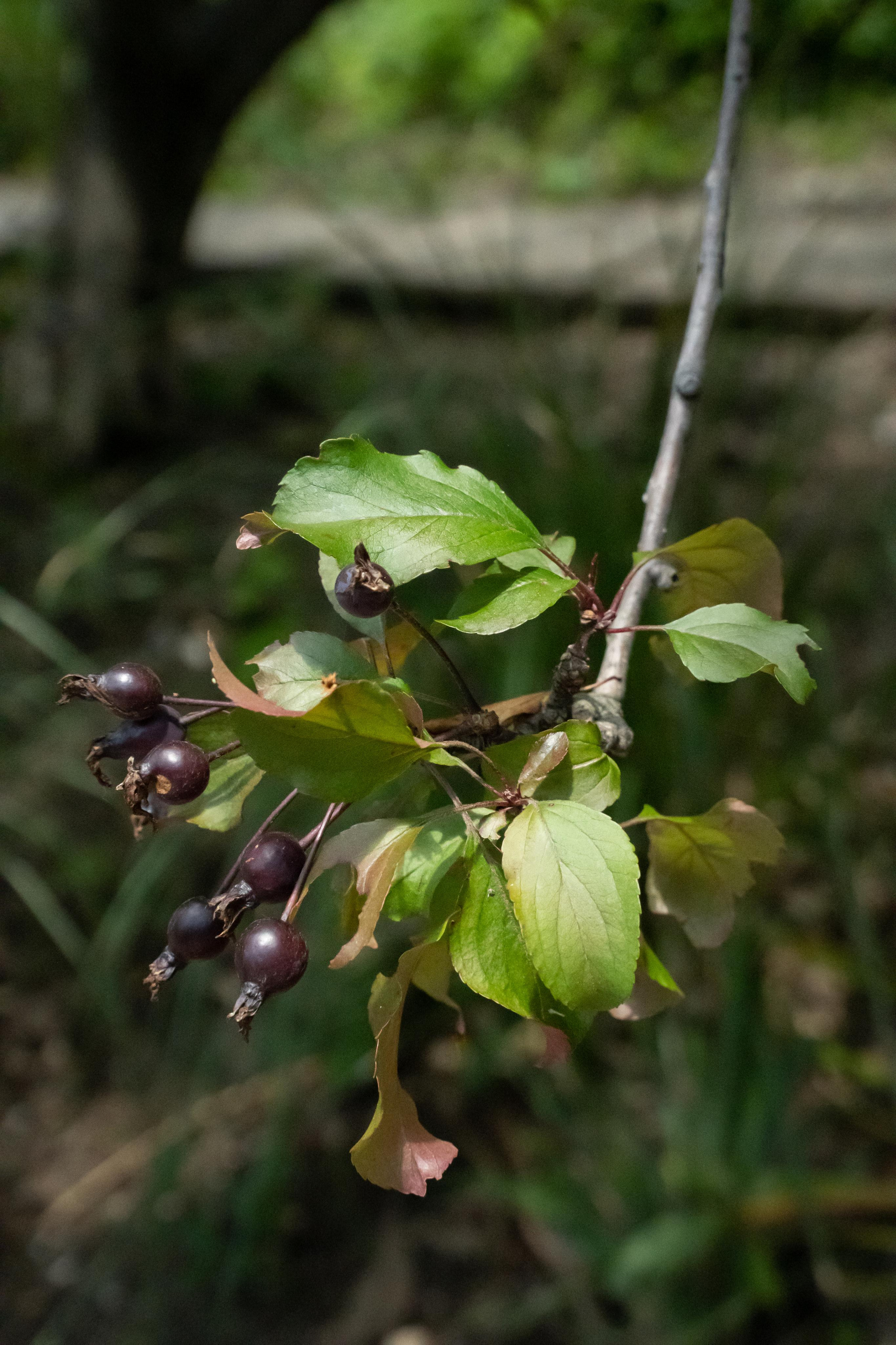 Все растения. Автомобильный фотограф Светлана Усова