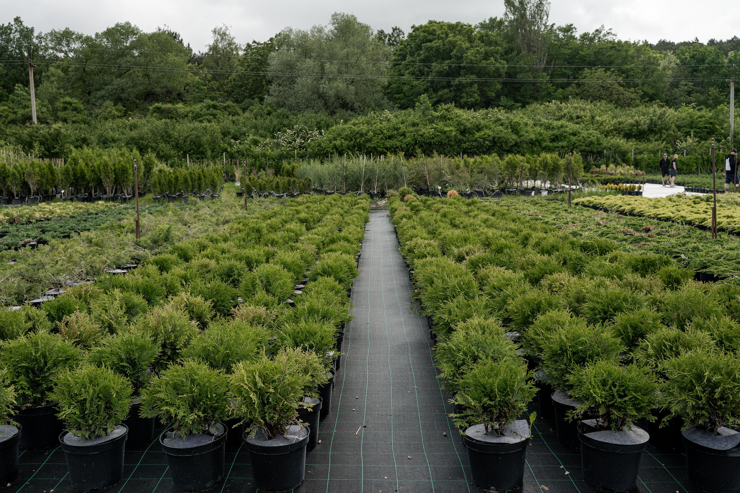 Питомники. Автомобильный фотограф Светлана Усова