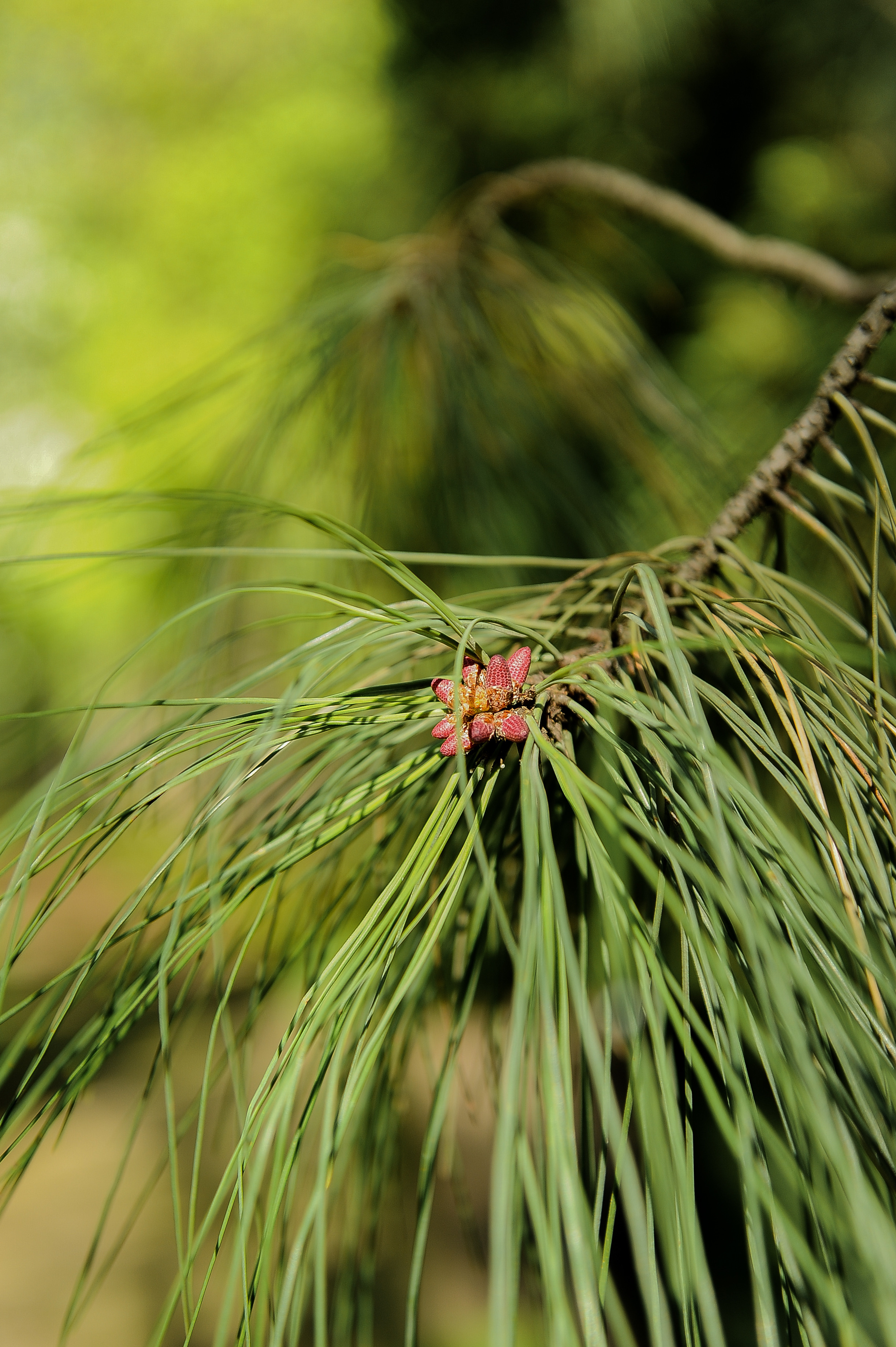 Все растения. Автомобильный фотограф Светлана Усова