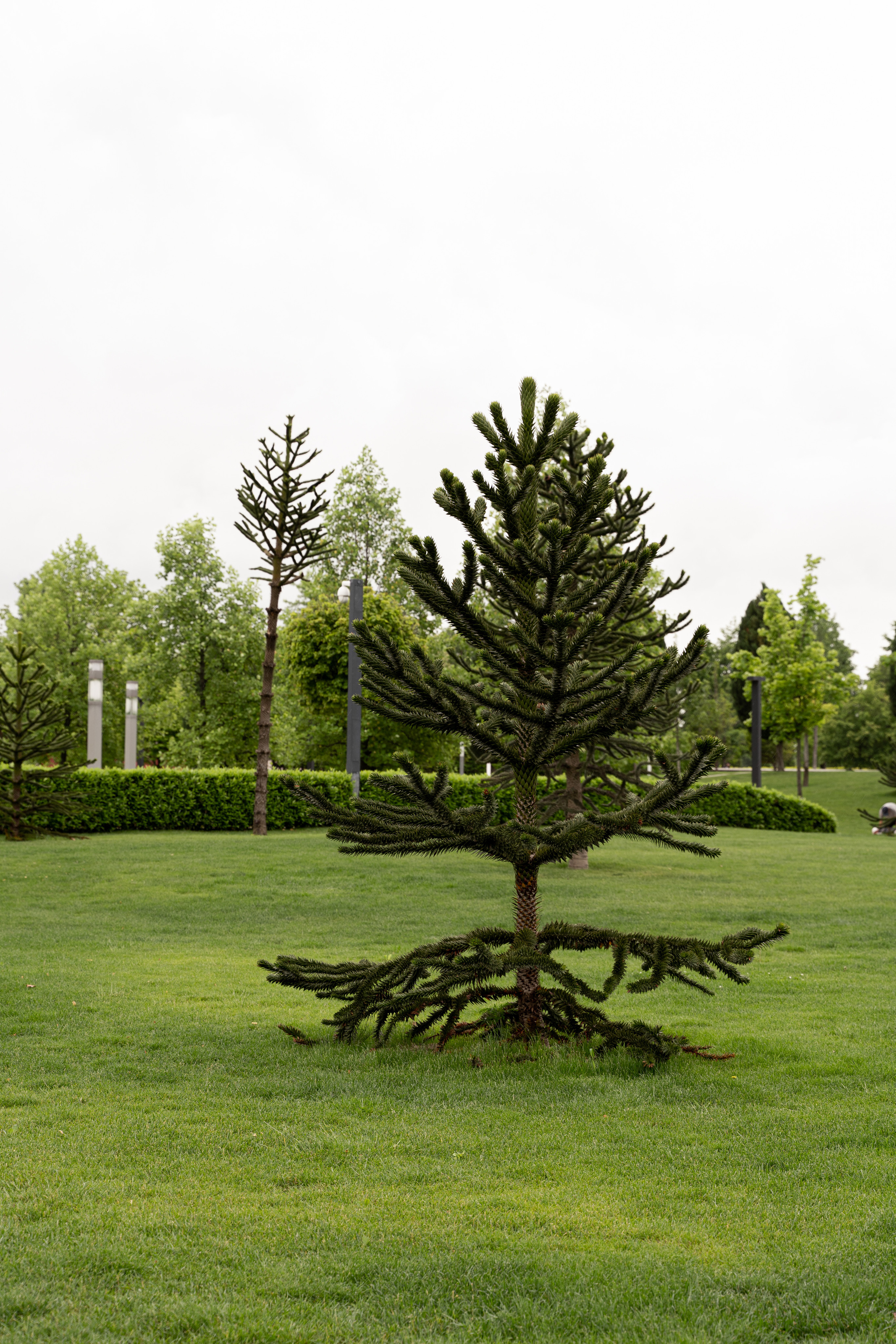 Все растения. Автомобильный фотограф Светлана Усова