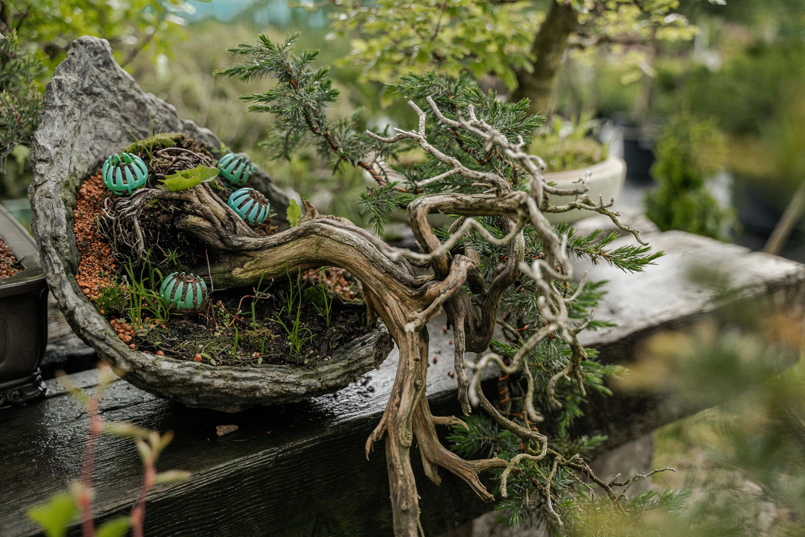 Бонсай. Автомобильный фотограф Светлана Усова