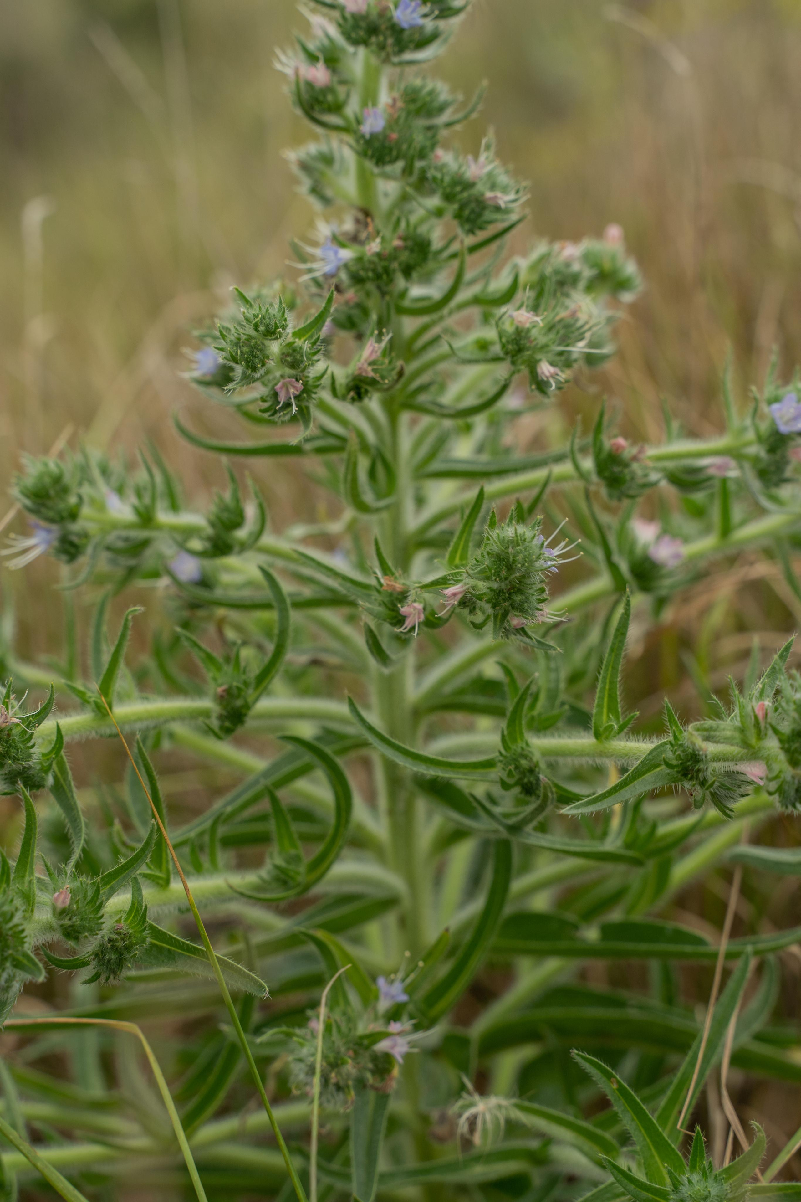 Все растения. Автомобильный фотограф Светлана Усова