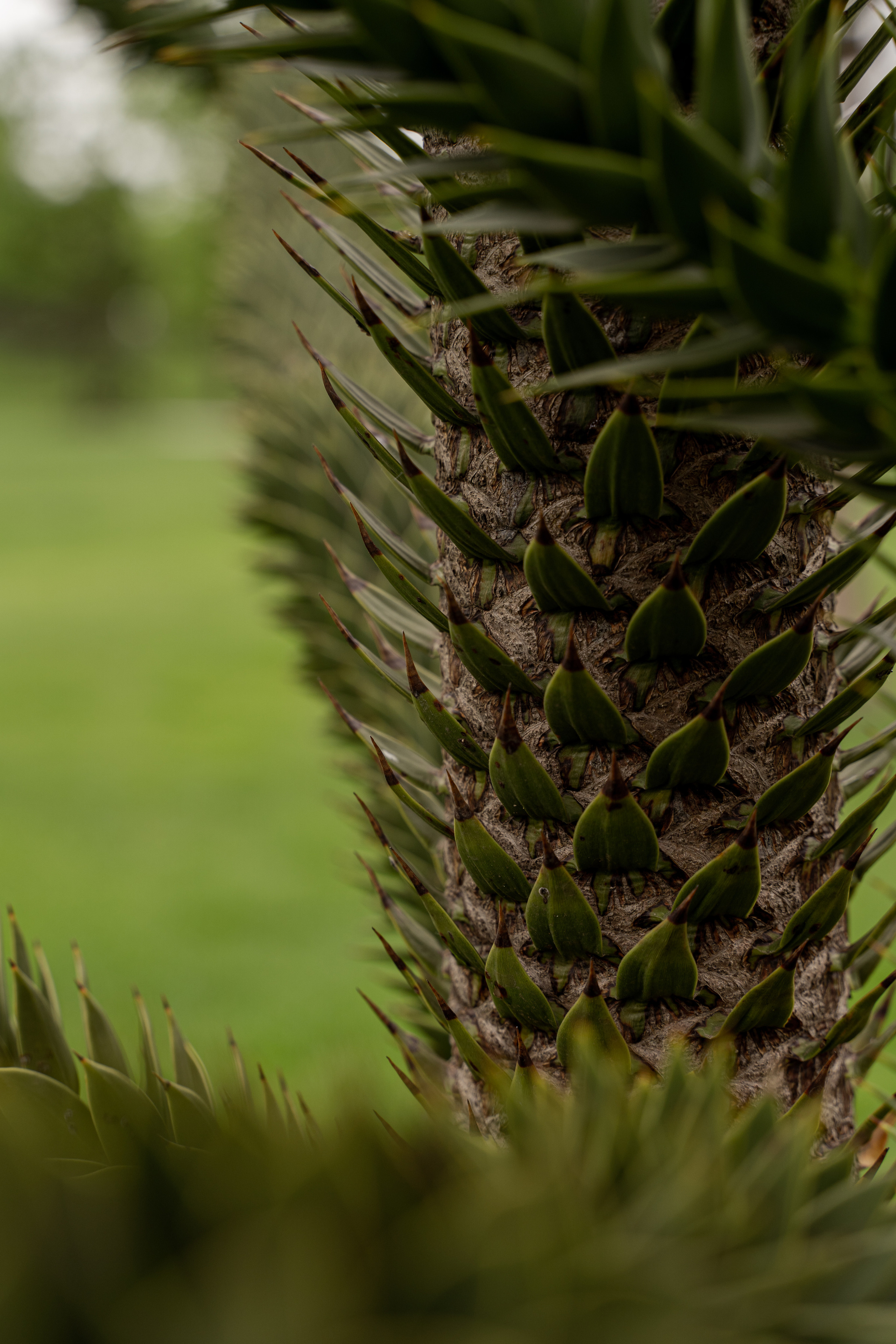 Все растения. Автомобильный фотограф Светлана Усова