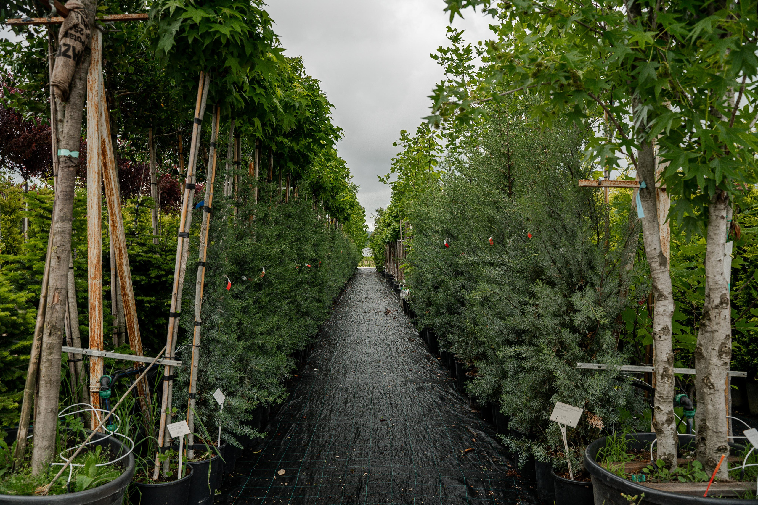 Питомники. Автомобильный фотограф Светлана Усова