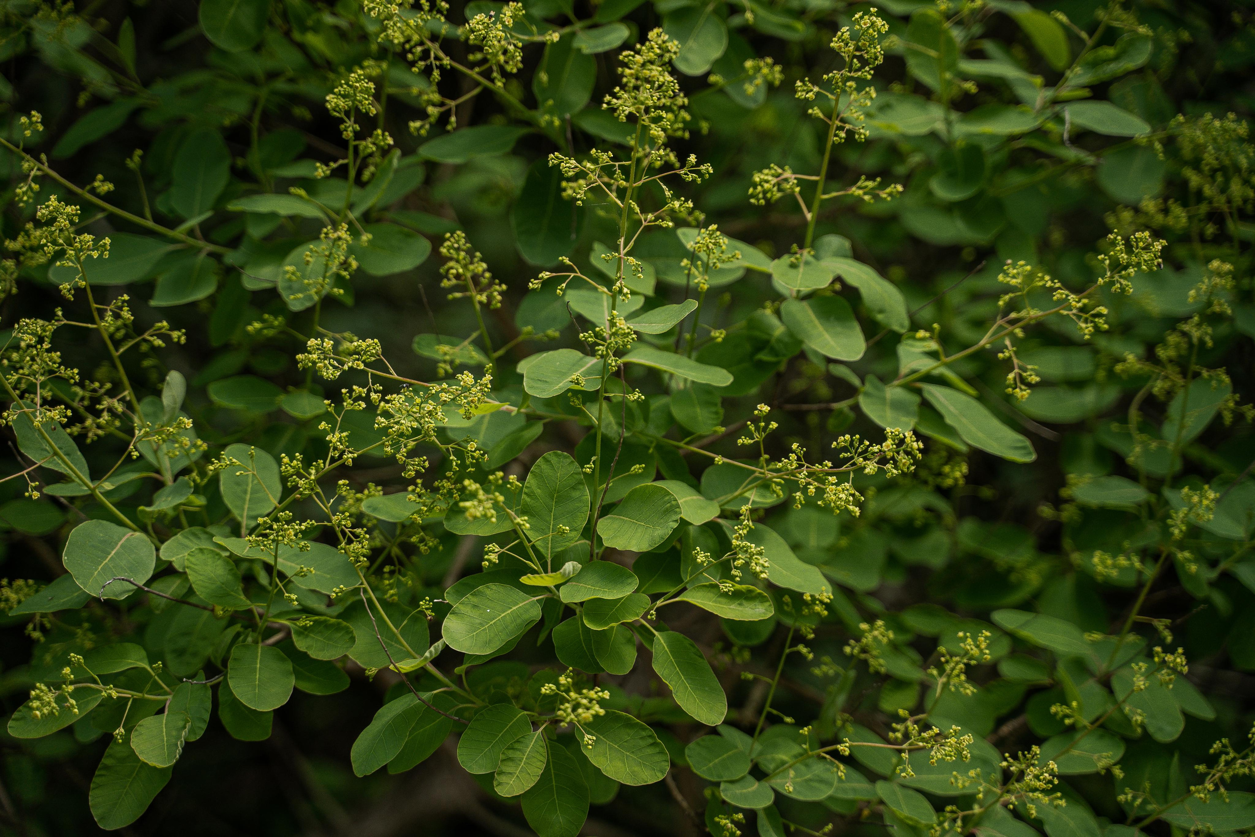 Все растения. Автомобильный фотограф Светлана Усова