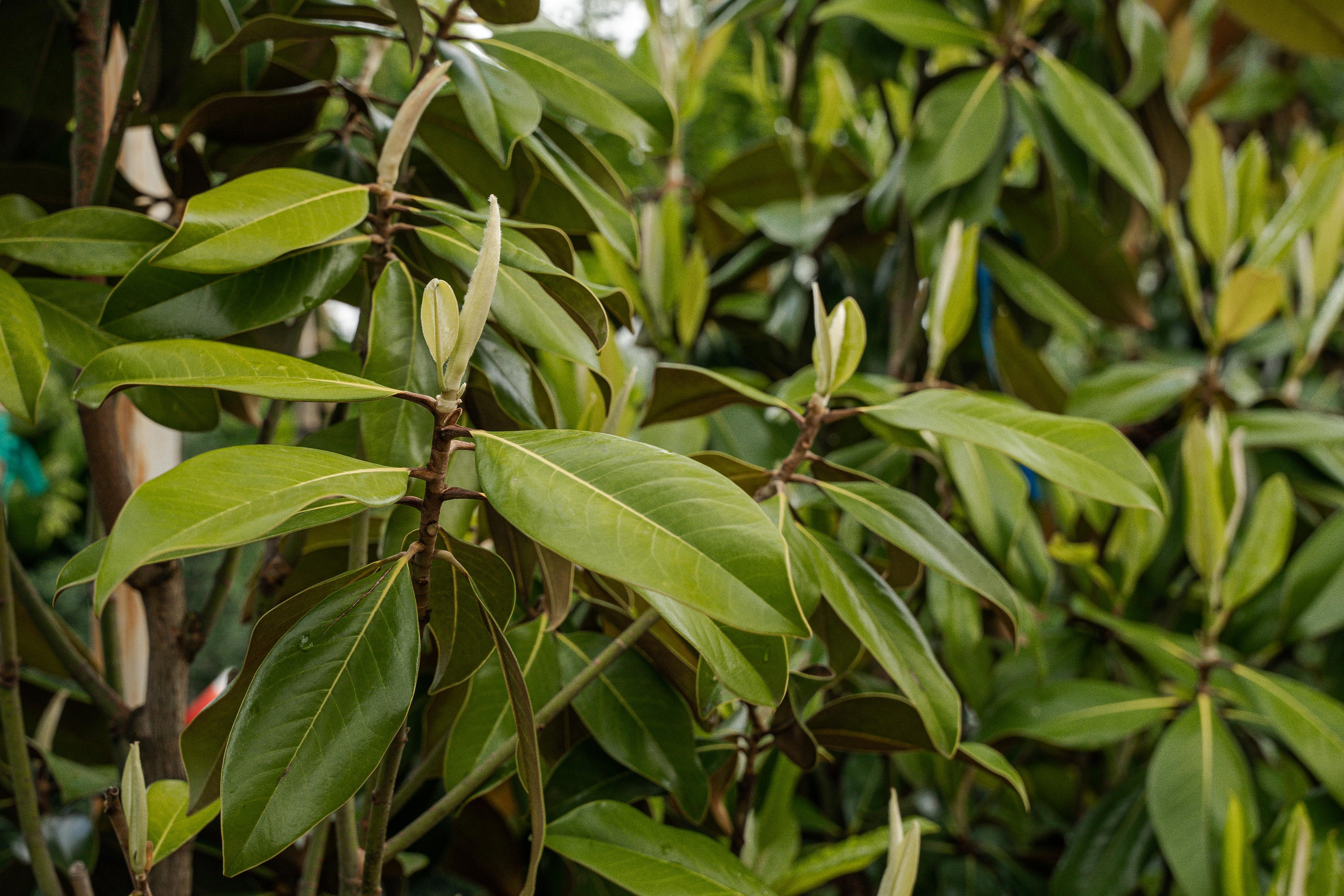 Питомники. Автомобильный фотограф Светлана Усова