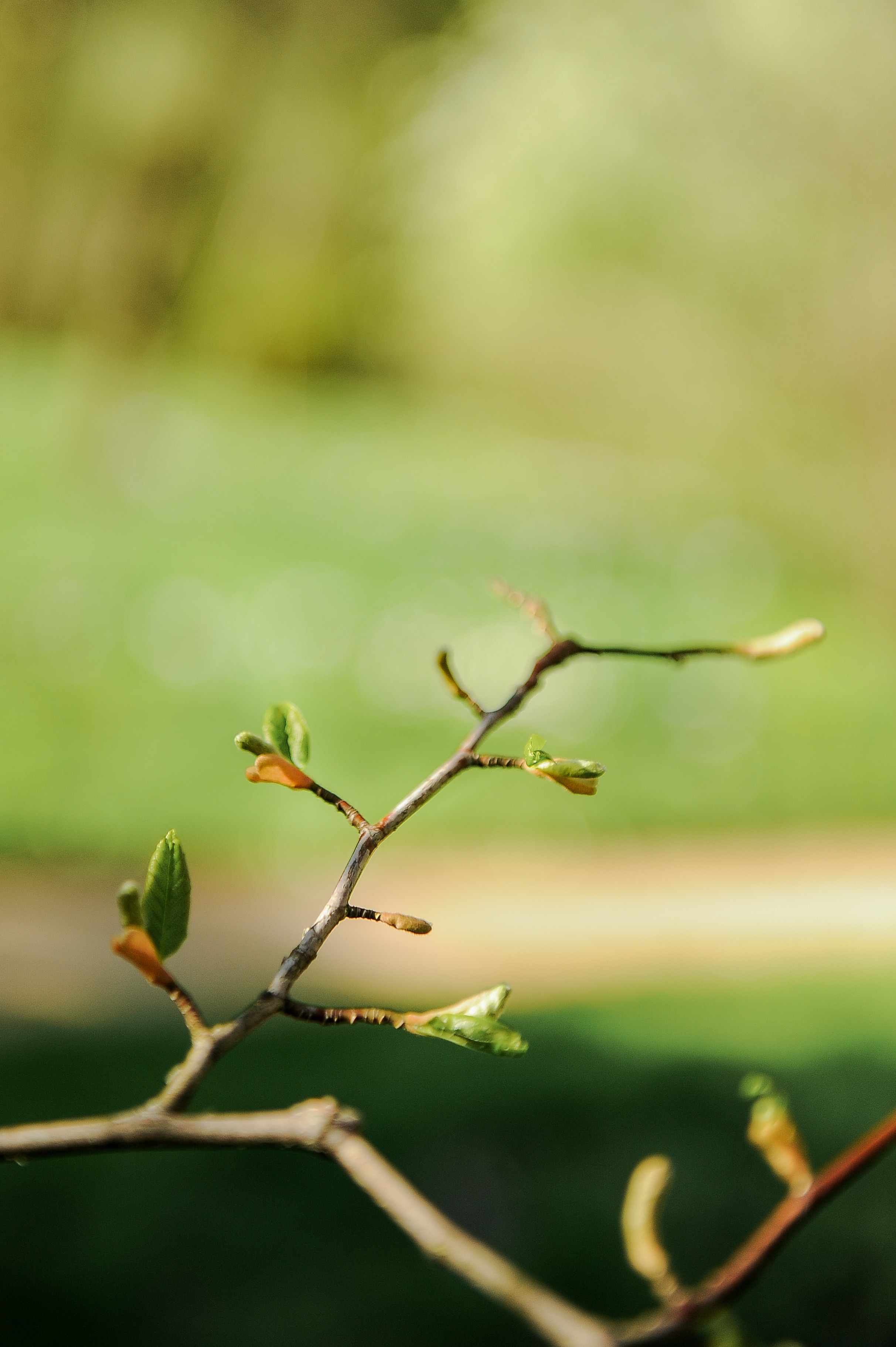 Все растения. Автомобильный фотограф Светлана Усова