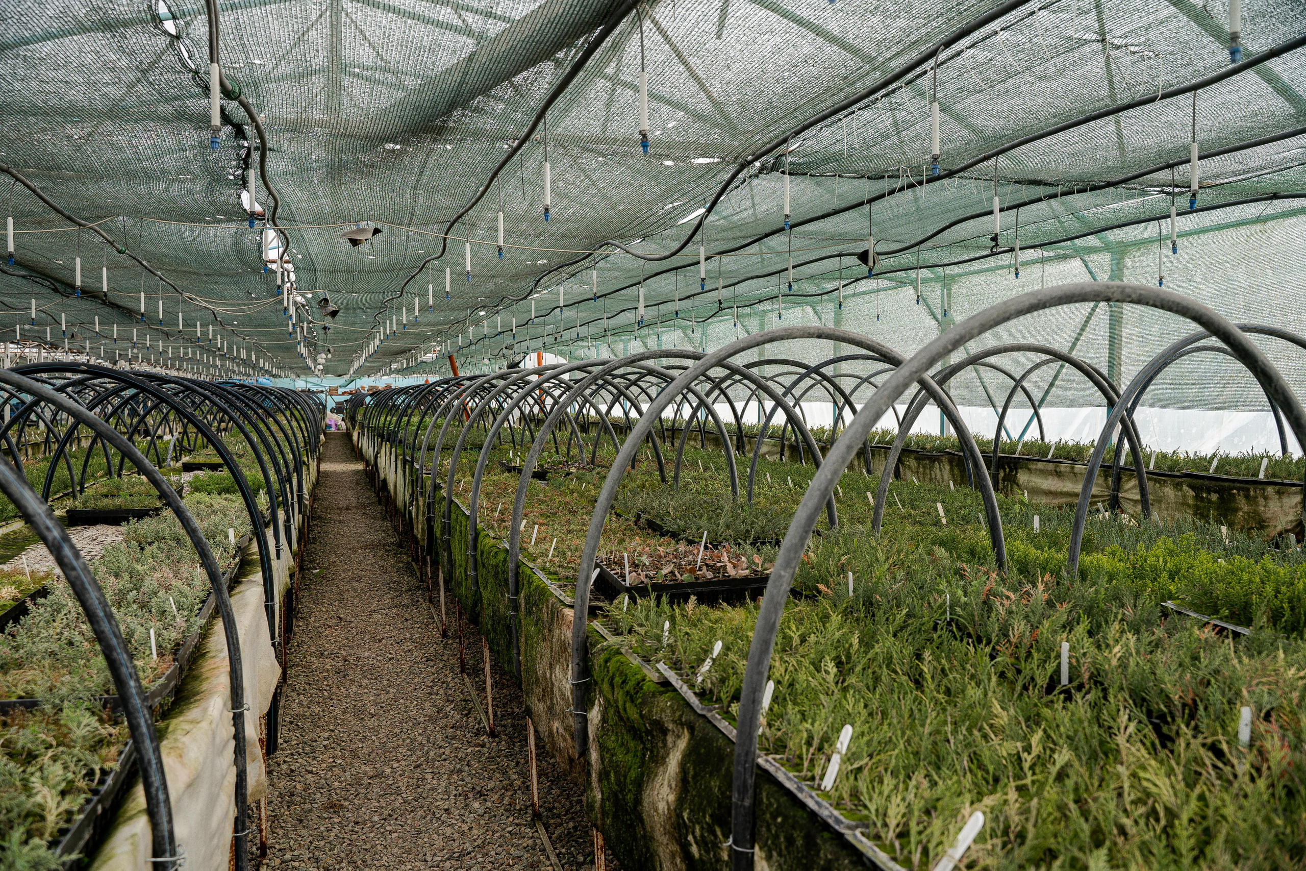 Питомники. Автомобильный фотограф Светлана Усова