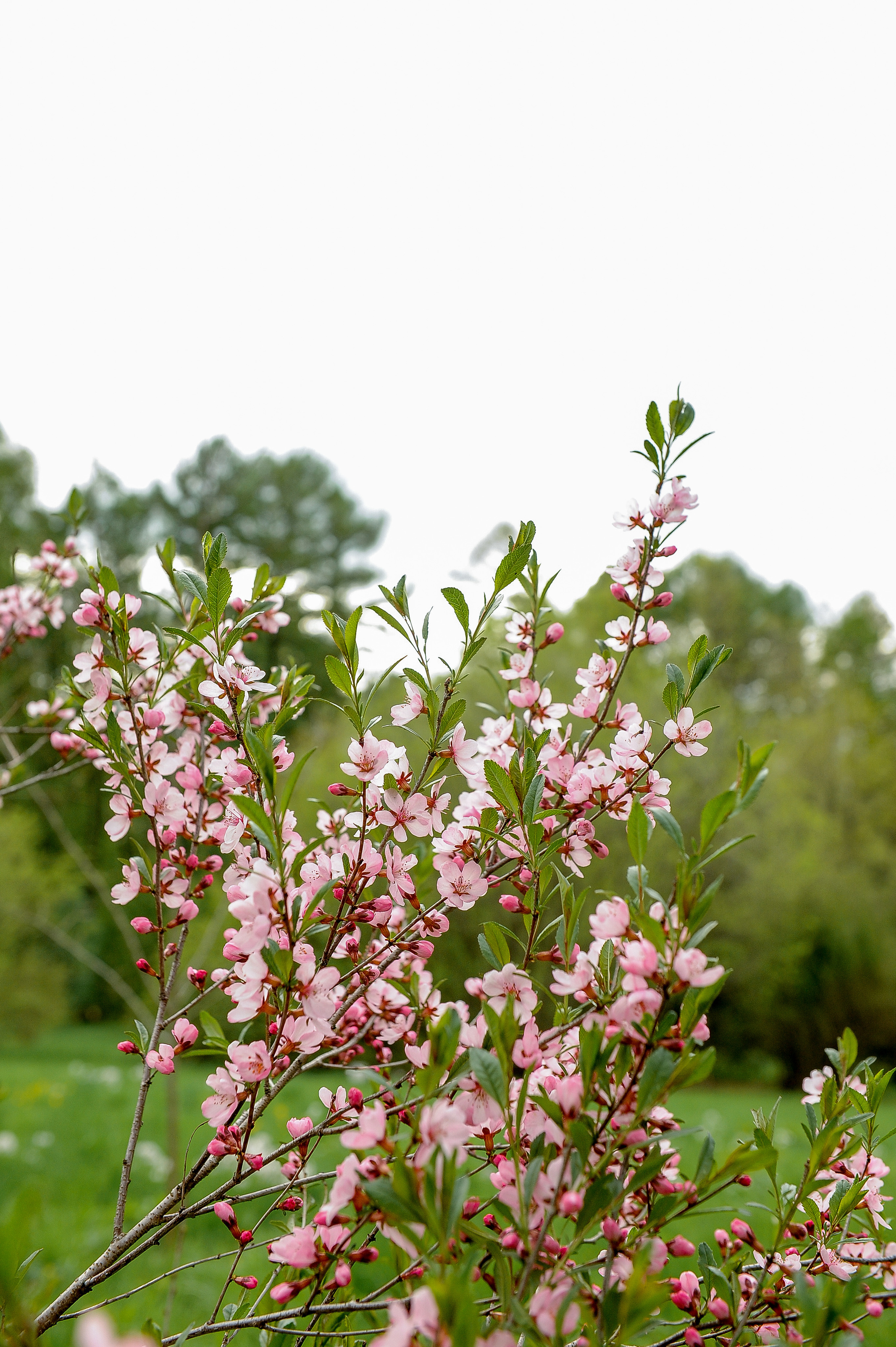 Все растения. Автомобильный фотограф Светлана Усова