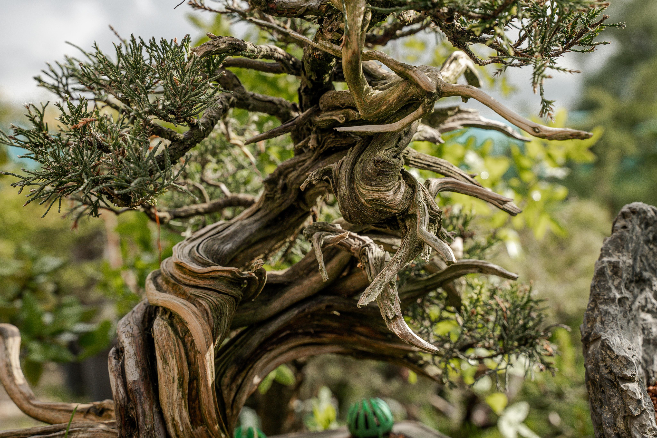 Бонсай. Автомобильный фотограф Светлана Усова