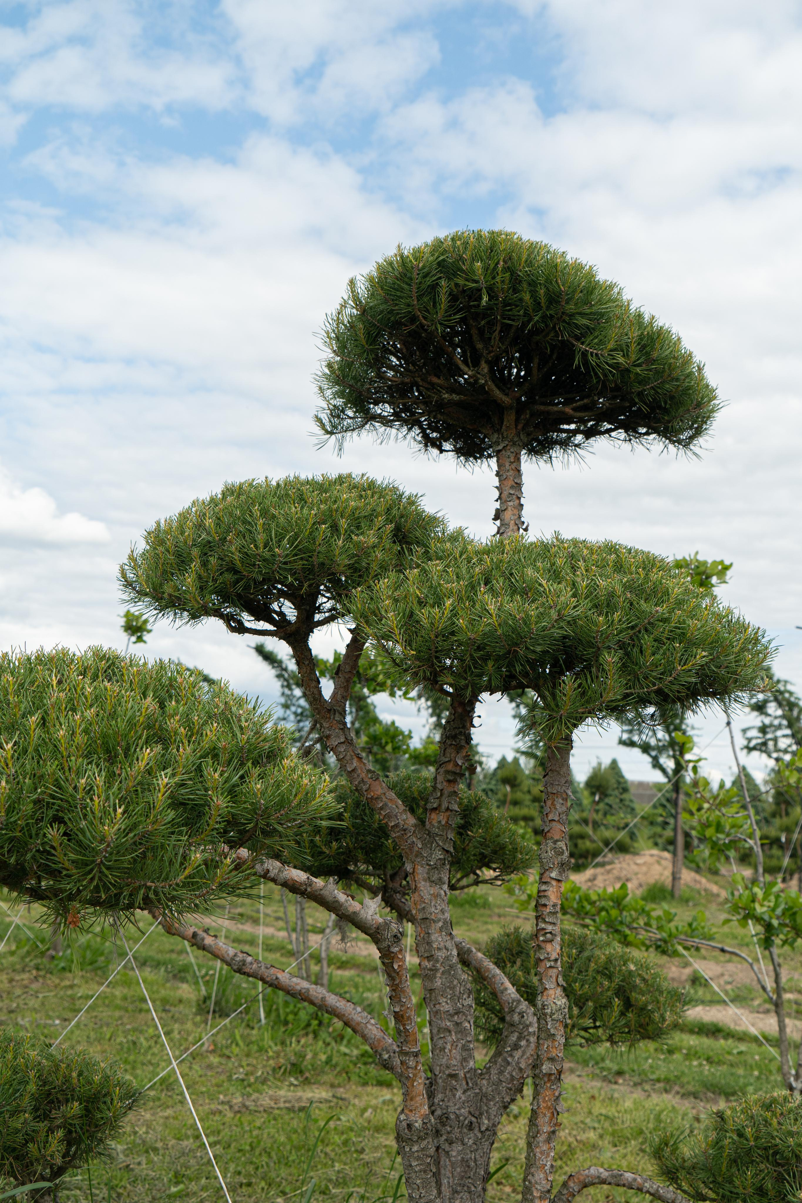 Все растения. Автомобильный фотограф Светлана Усова
