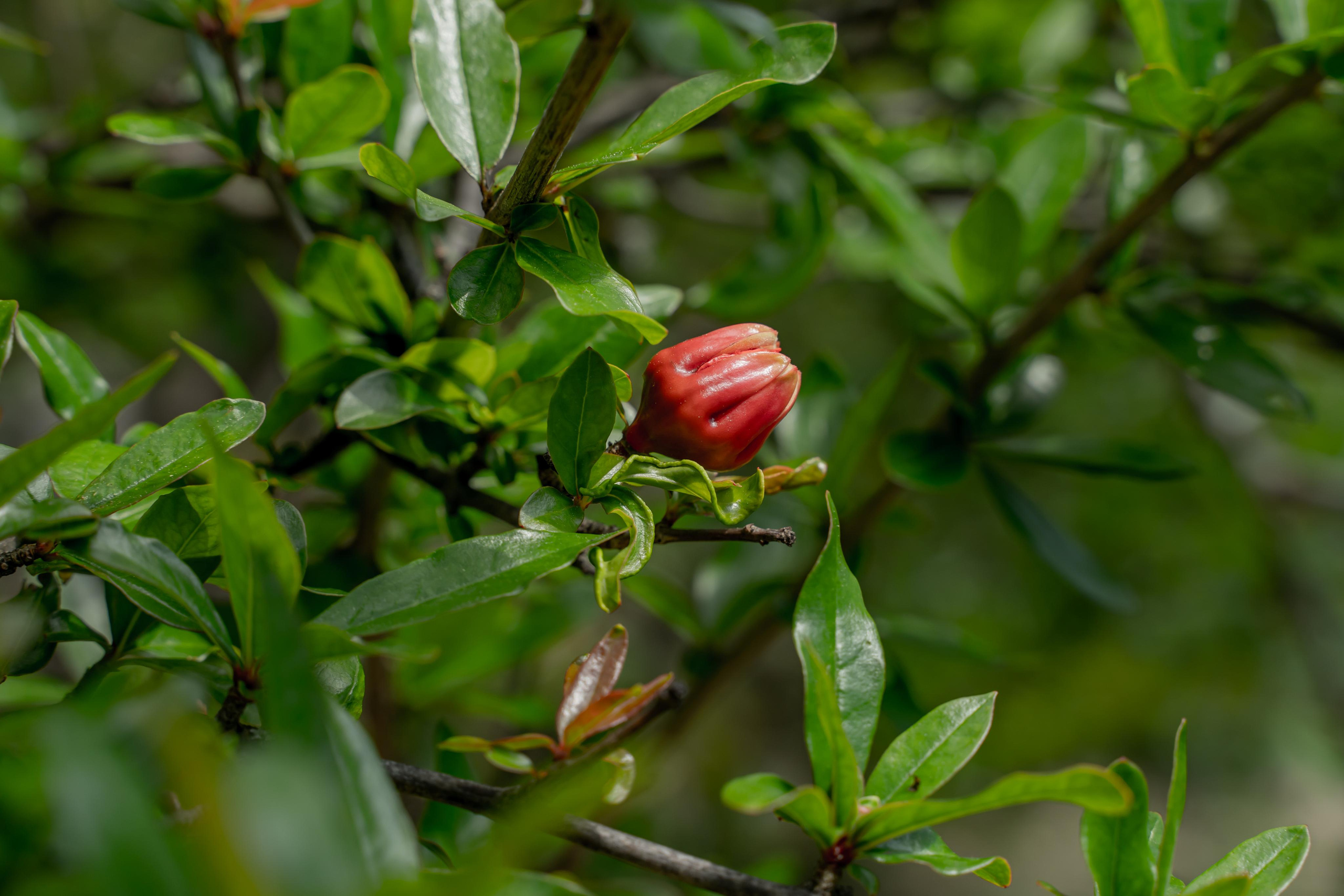Все растения. Автомобильный фотограф Светлана Усова