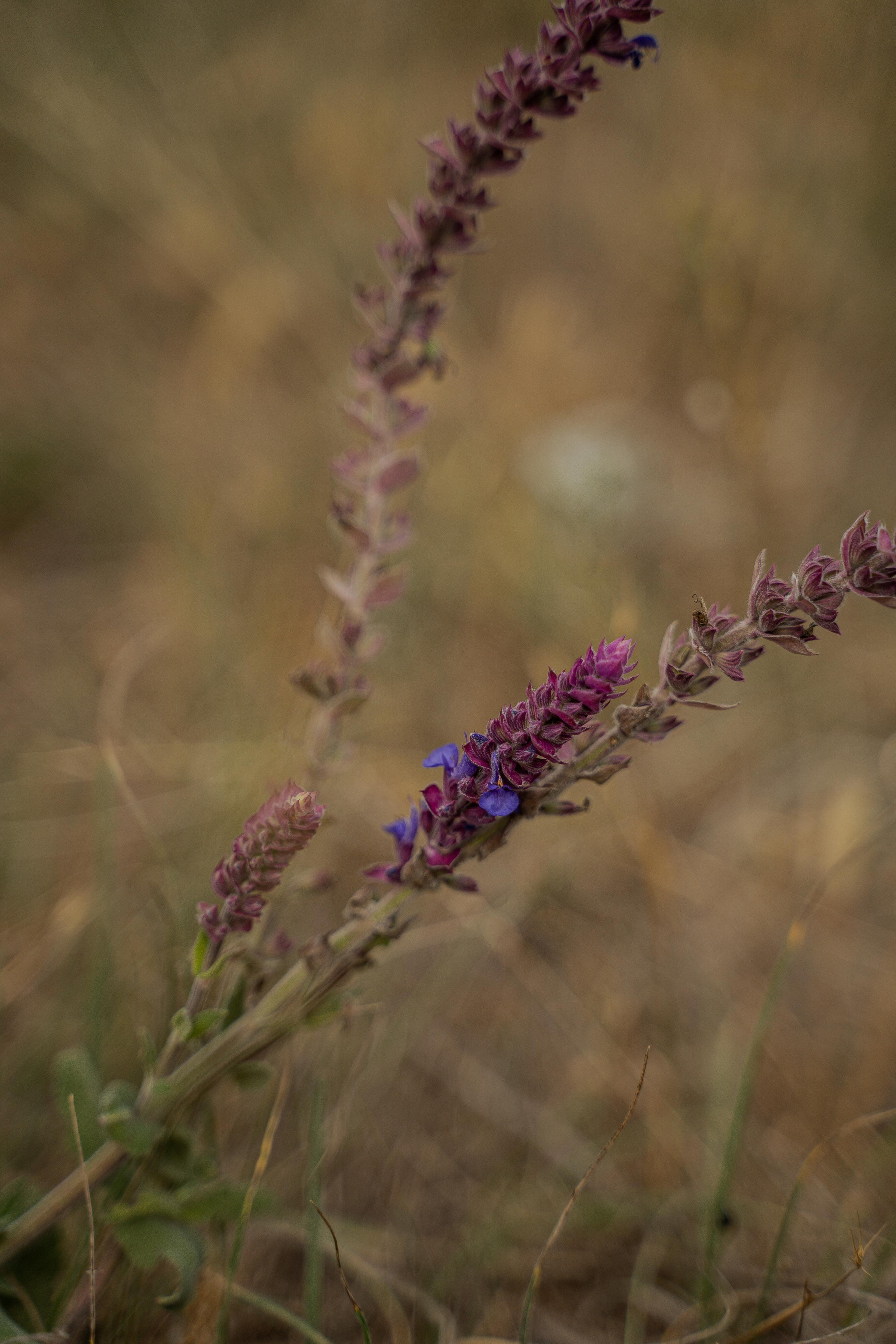 Все растения. Автомобильный фотограф Светлана Усова