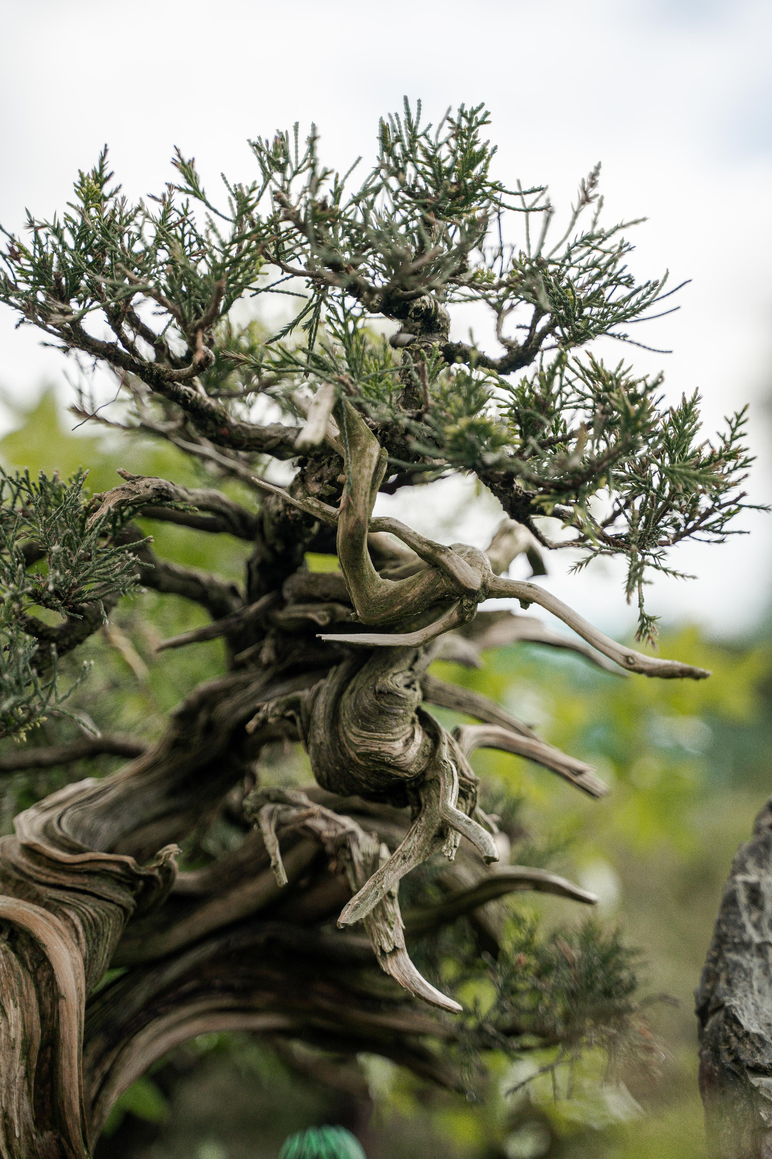 Бонсай. Автомобильный фотограф Светлана Усова