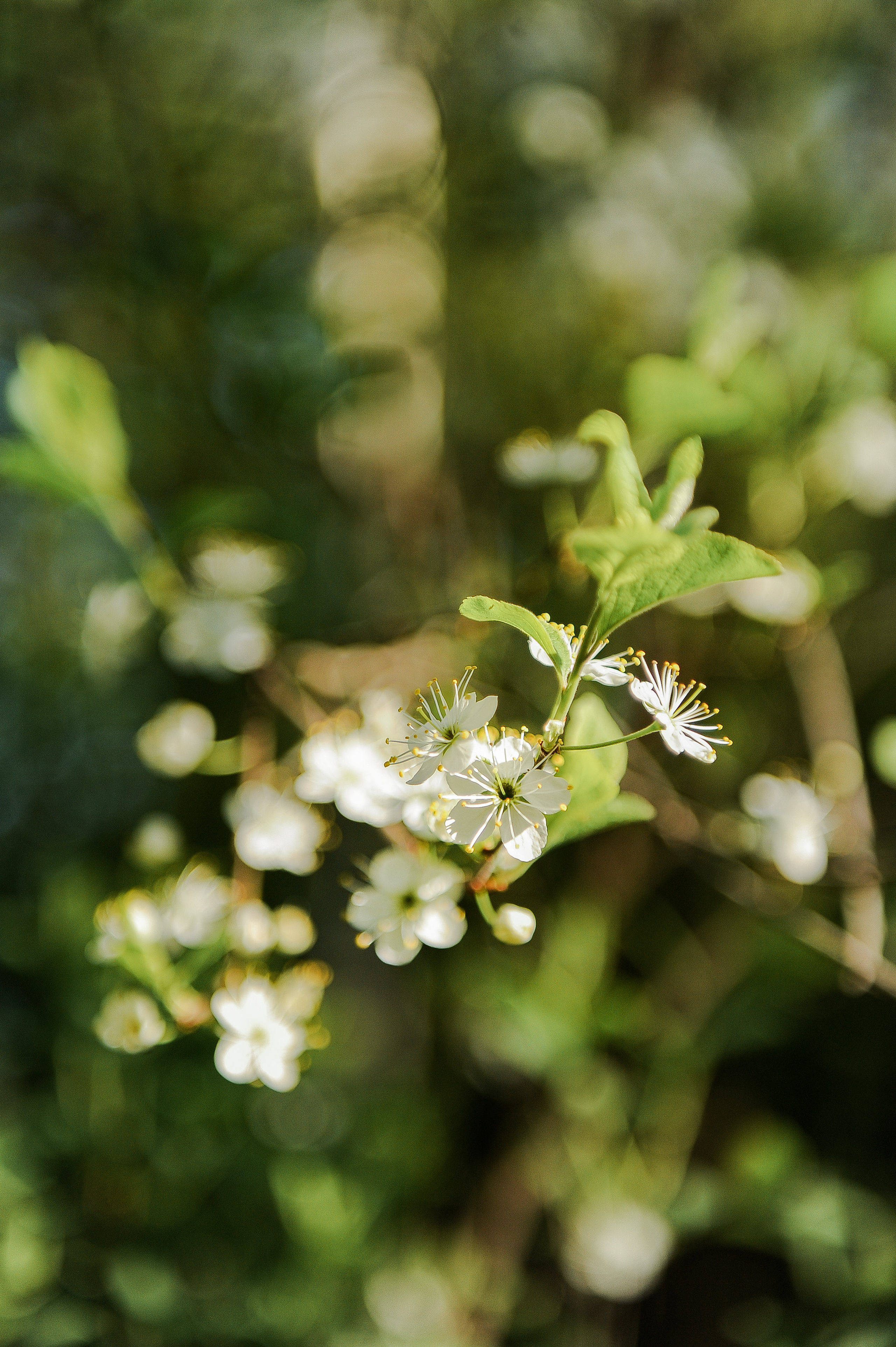 Все растения. Автомобильный фотограф Светлана Усова